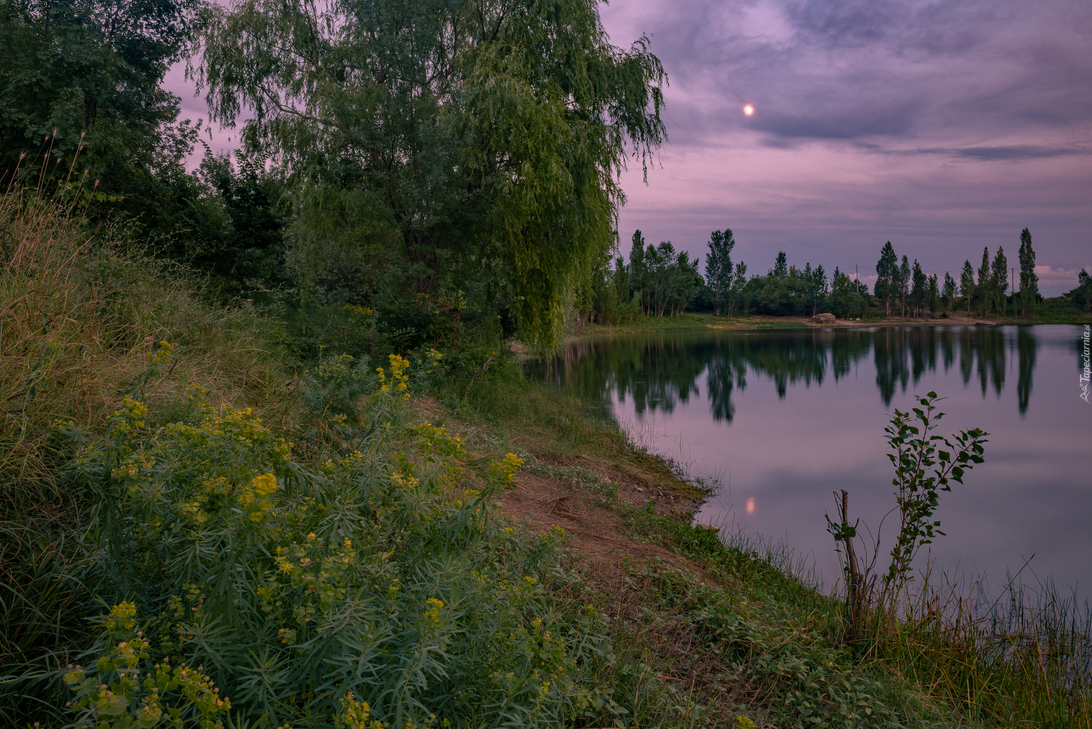 Jezioro, Las, Drzewa, Kwiaty, Brzeg, Noc, Księżyc