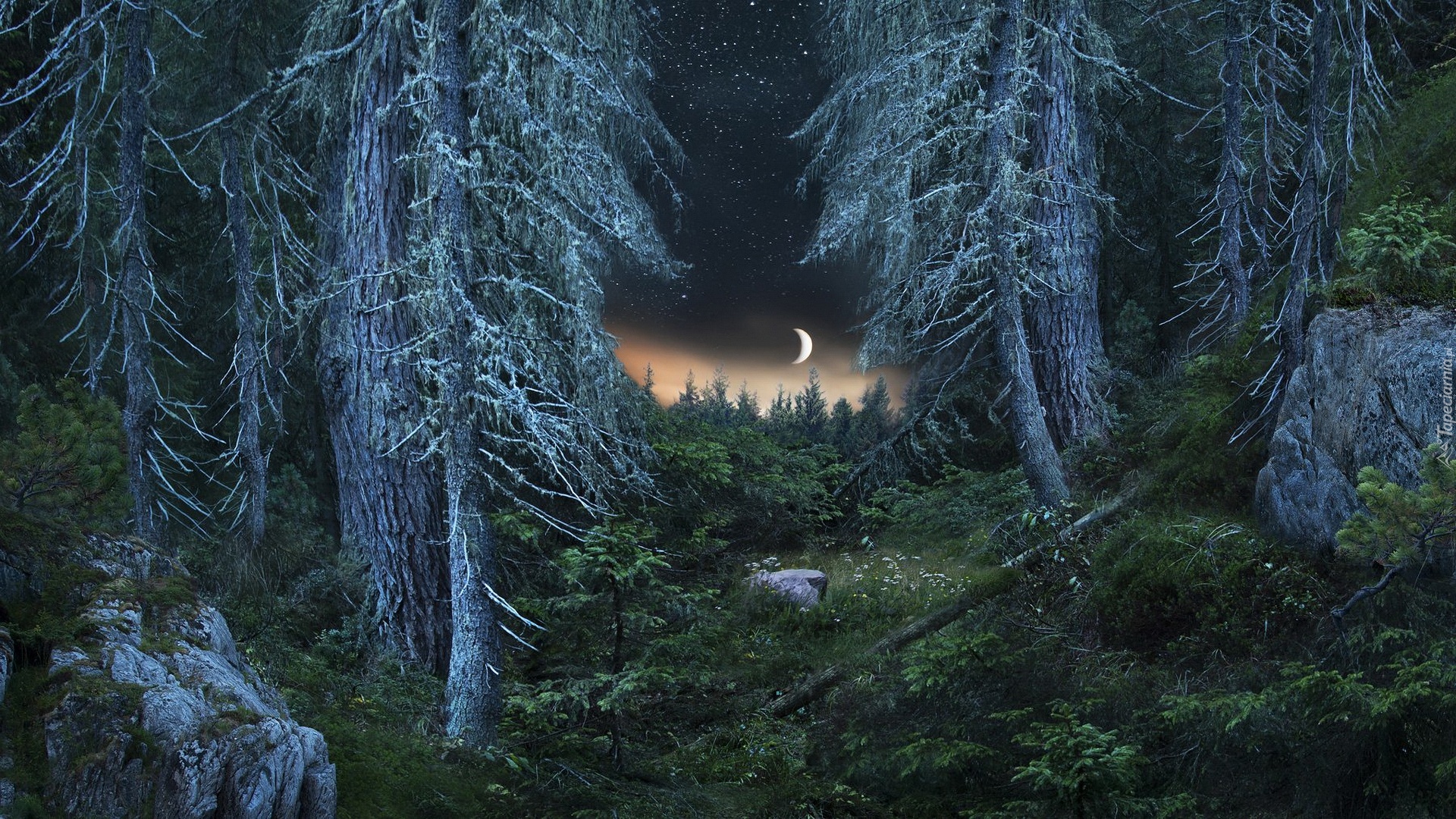Las, Drzewa, Kamienie, Noc, Księżyc, Gwiazdy