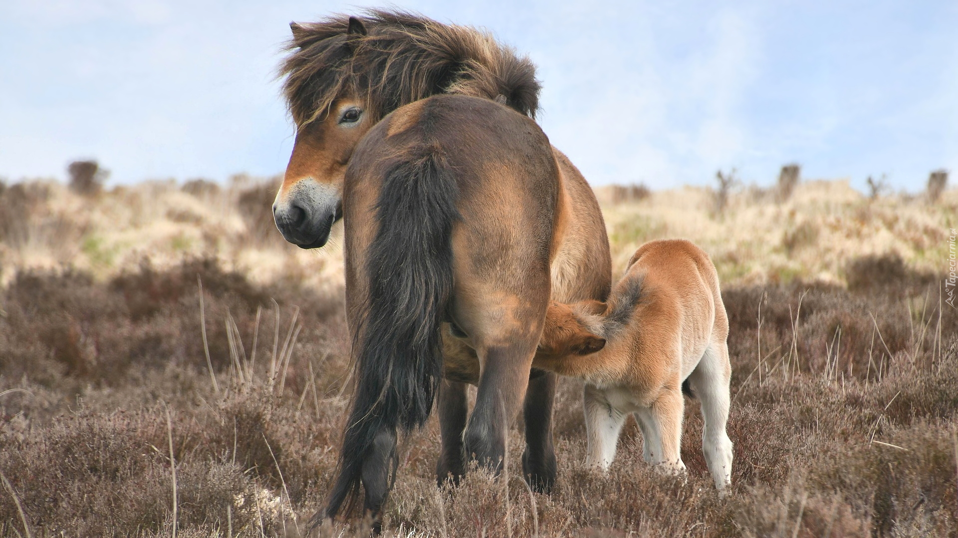 Dwa, Konie, Kuce Exmoor, Źrebak, Kobyła