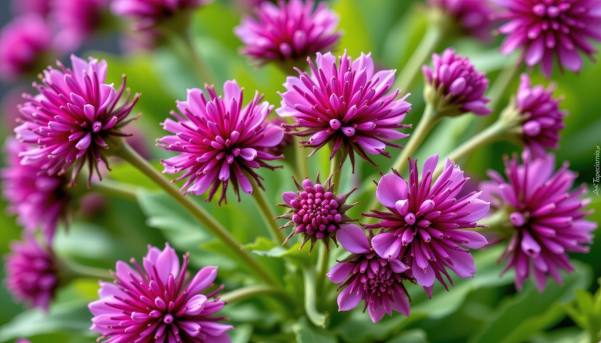 Rozkwitające, Fioletowe, Kwiaty, Zbliżenie