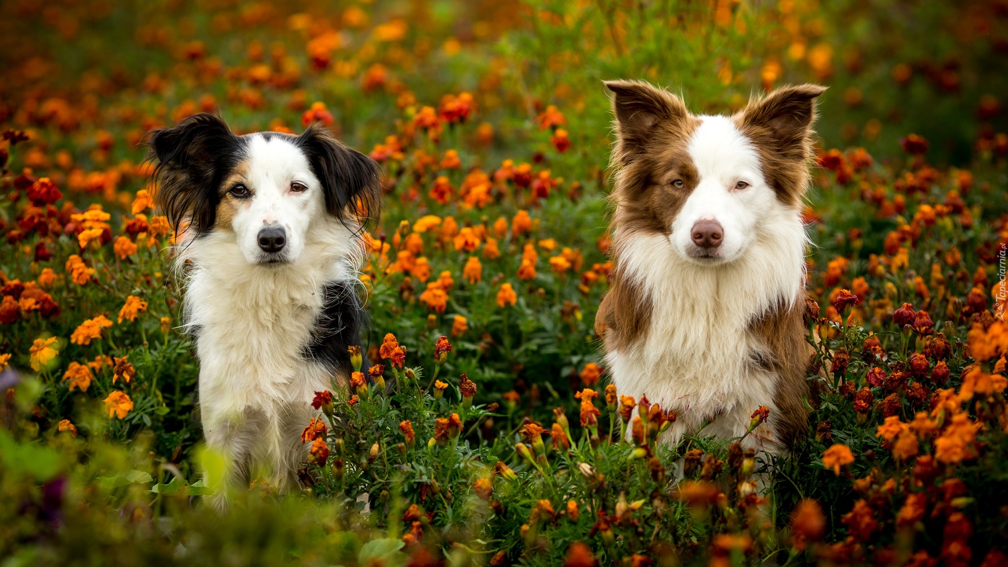 Psy, Kundelek, Border collie, Łąka, Kwiaty