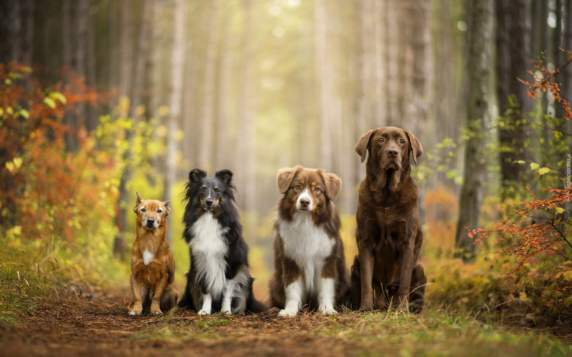 Psy, Kundelek, Owczarek szetlandzki, Owczarek australijski, Labrador retriever, Las, Polanka, Krzewy