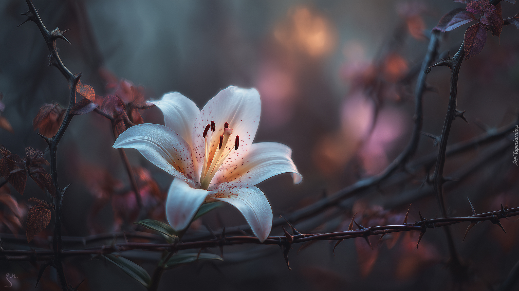 Lilia, Kwiat, Krzewy, Kolce, Grafika AI