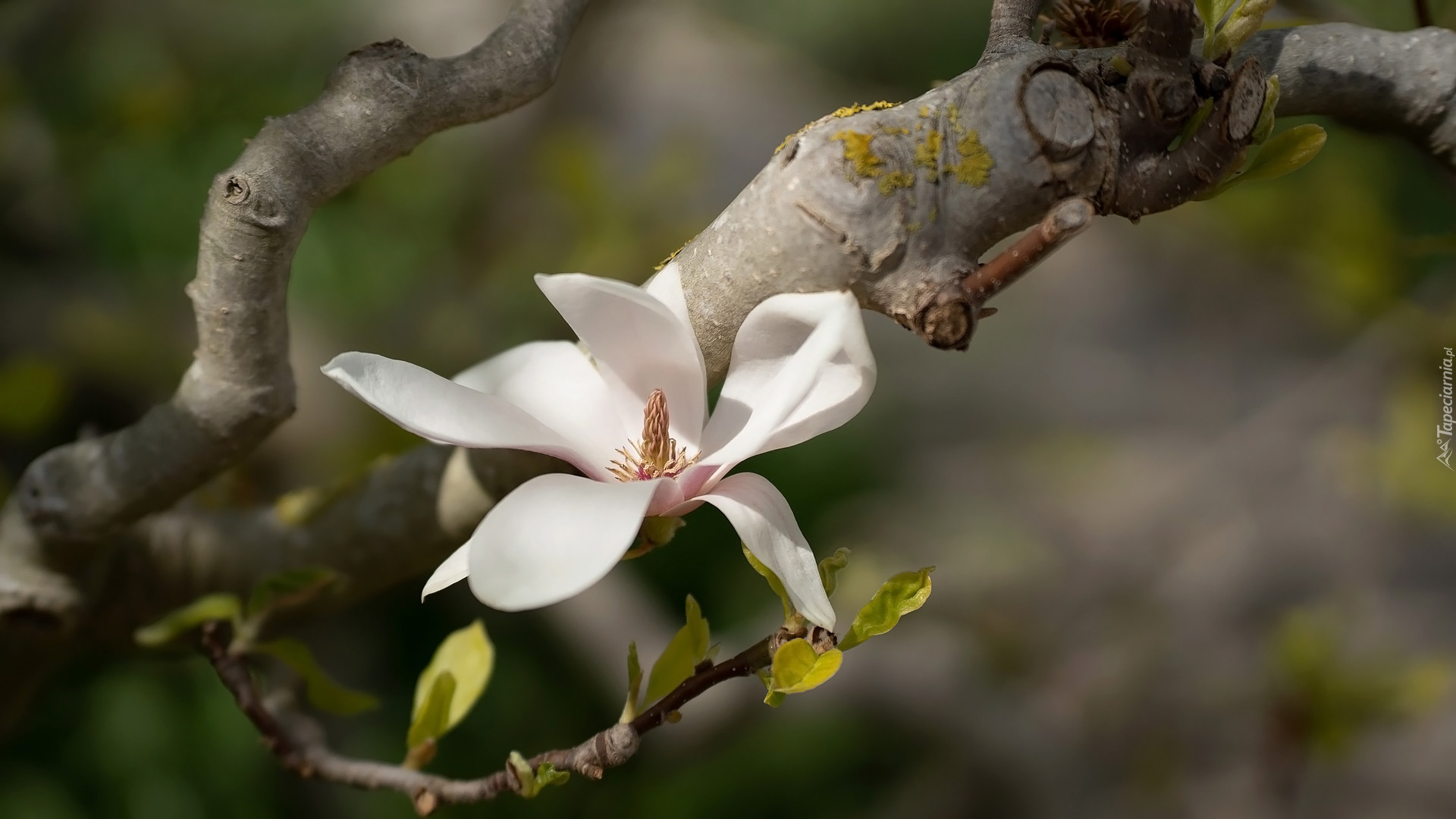 Biały, Kwiat, Magnolia, Gałązka