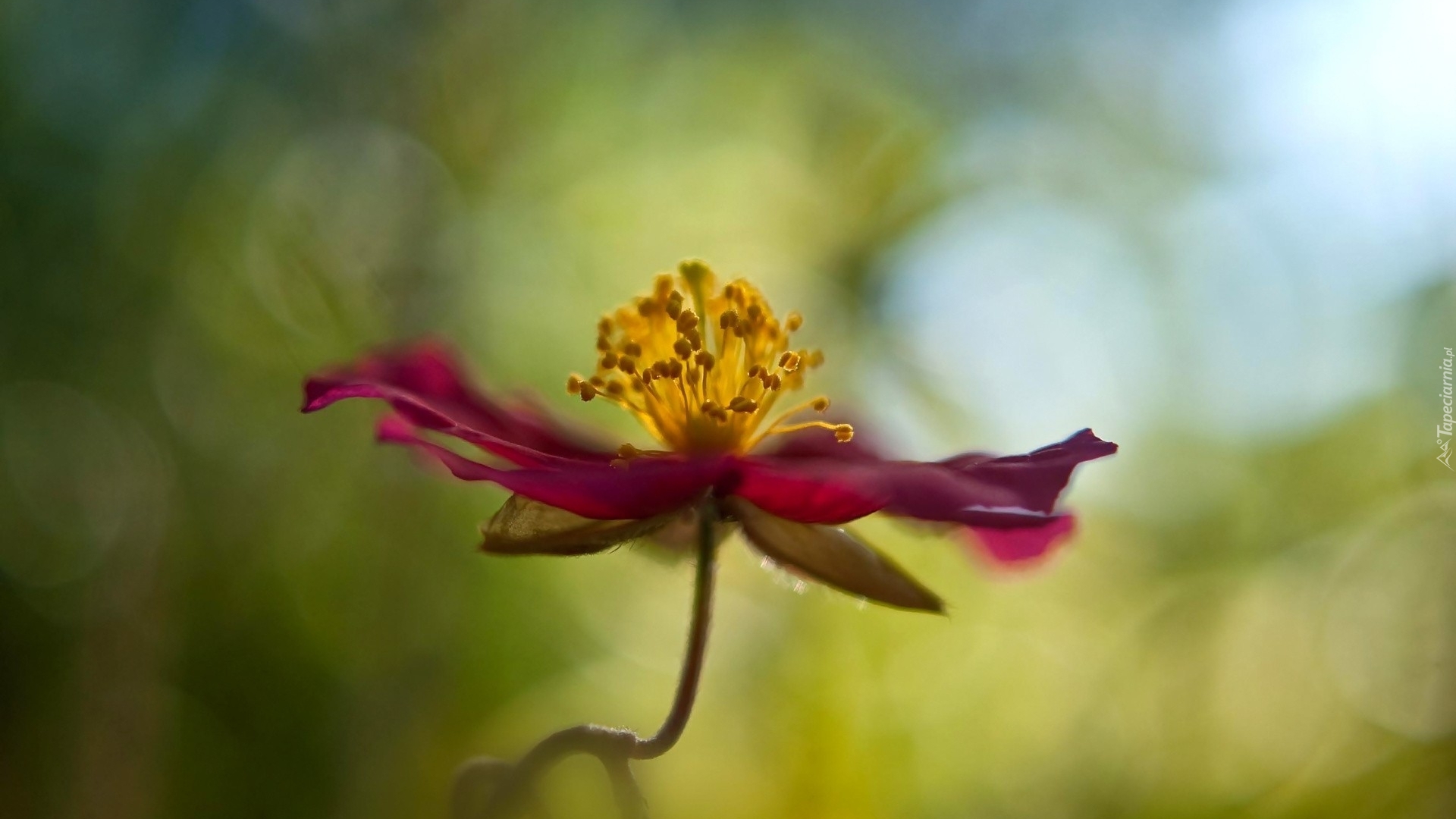 Kwiat, Clematis, Rozmyte tło