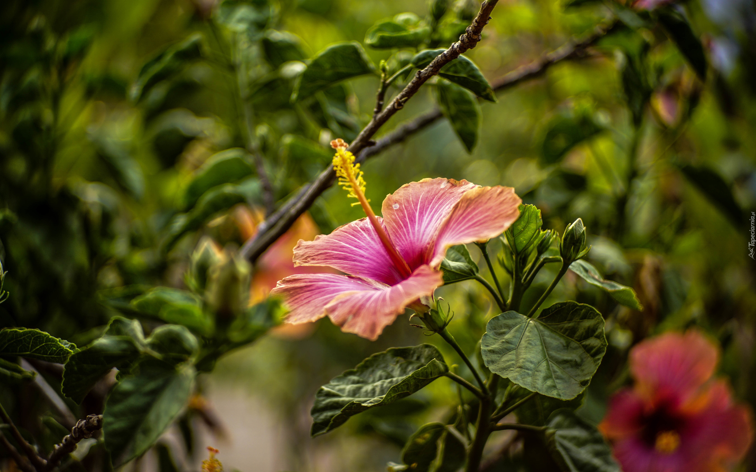 Kwiaty, Hibiskus, Liście