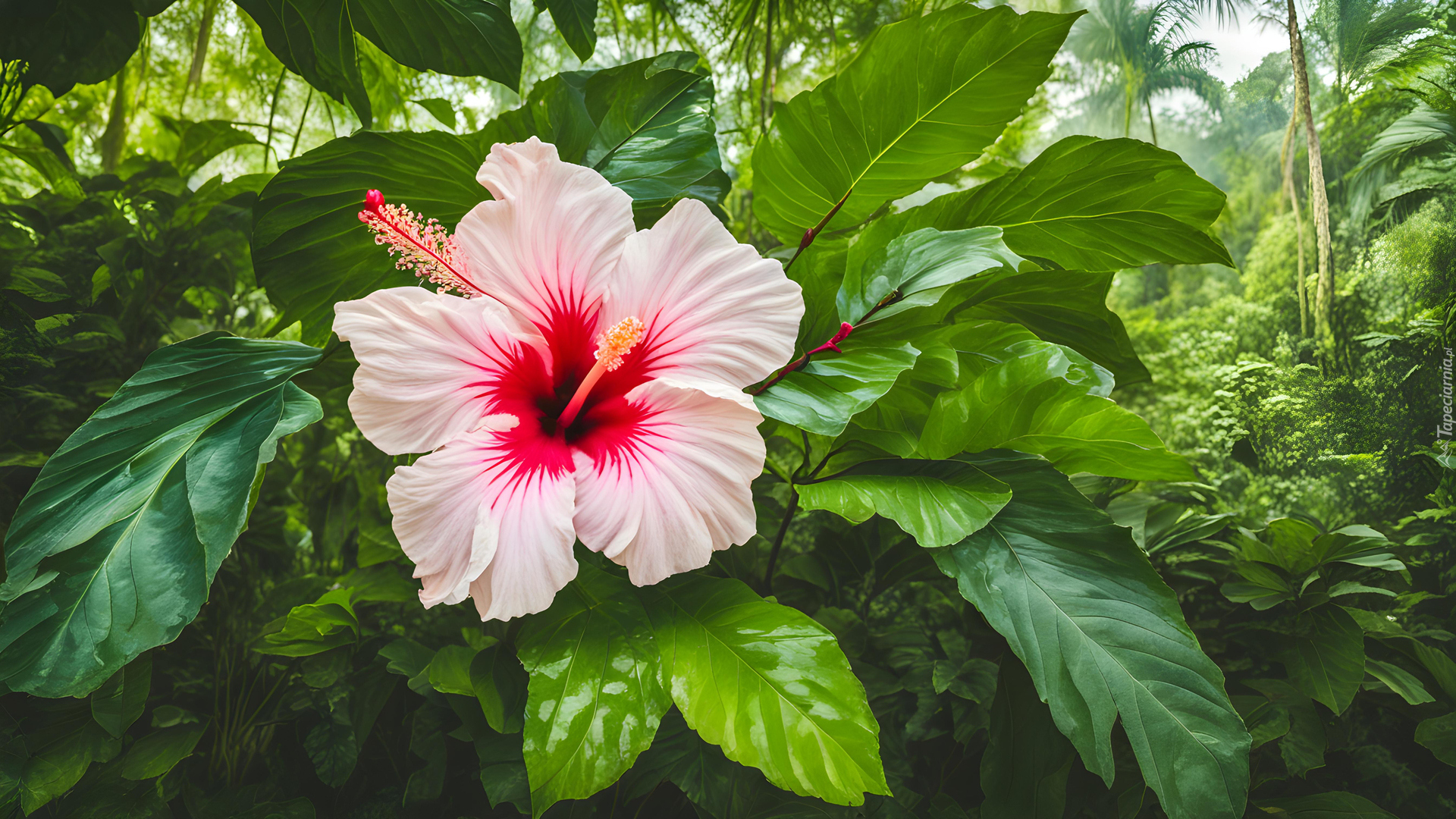 Kwiat, Hibiskus, Liście, Zielone