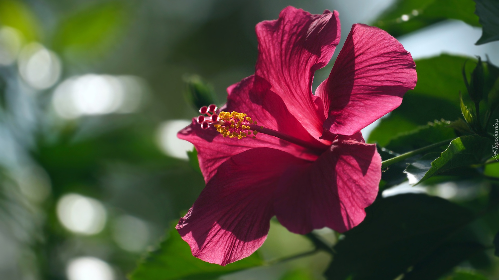 Kwitnący, Czerwony, Hibiskus