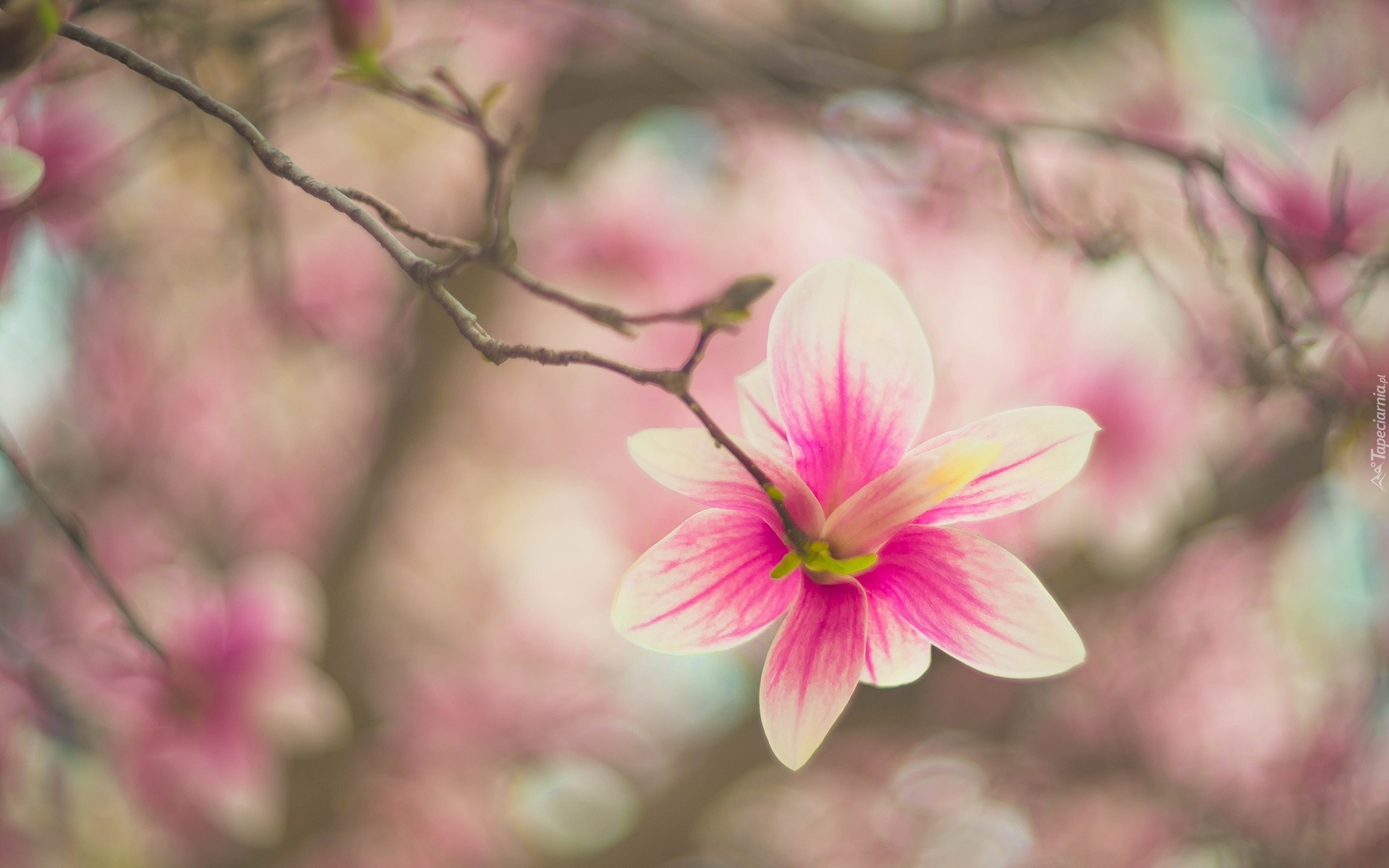 Gałąź, Bladoróżowy, Kwiat, Magnolia