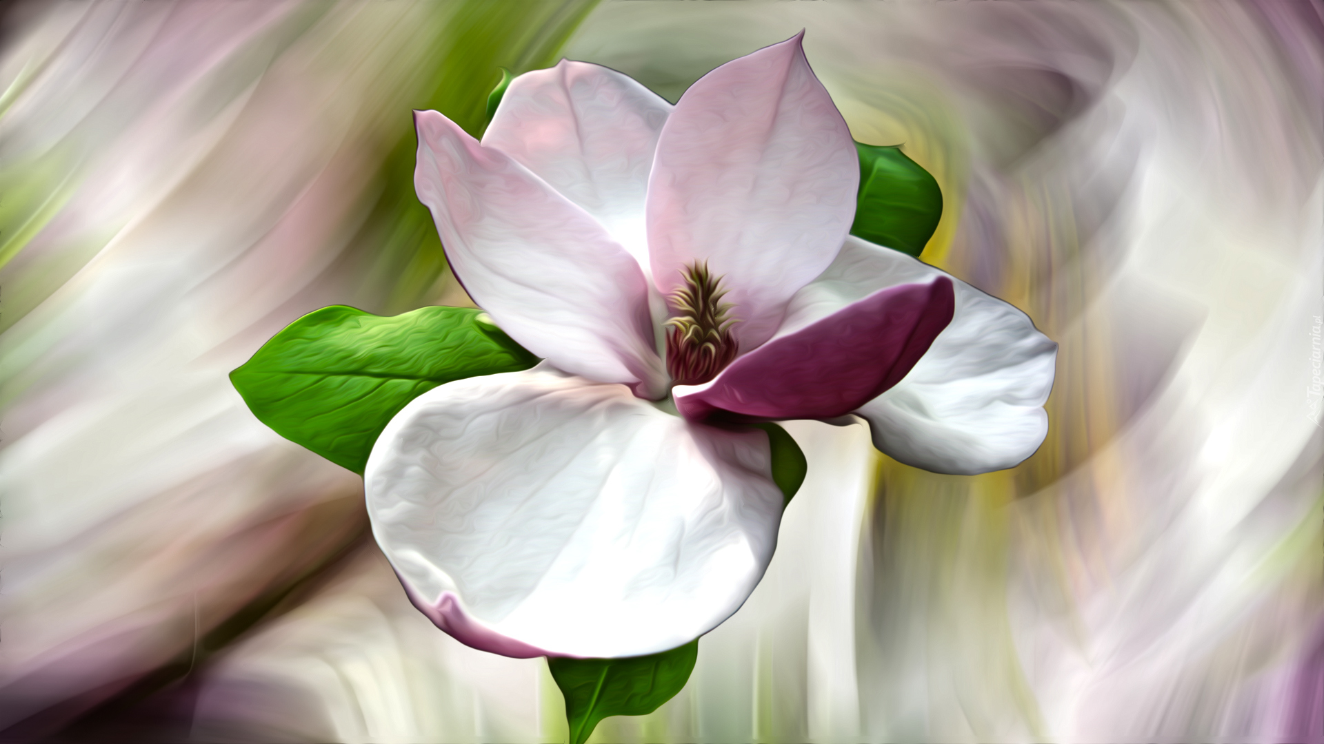 Różowy, Kwiat, Magnolia, Grafika, Kolorowe tło