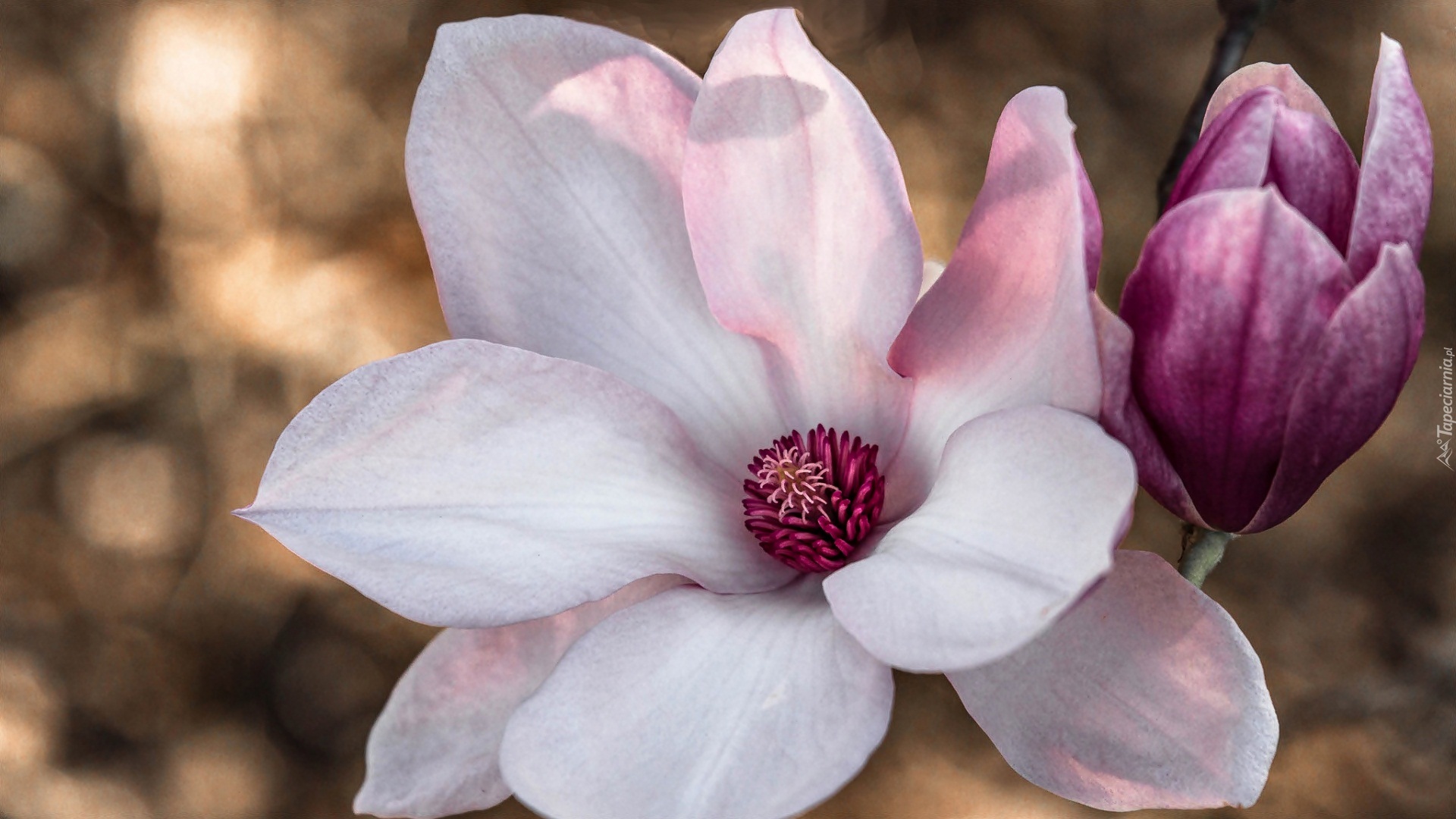 Różowy, Kwiat, Magnolia