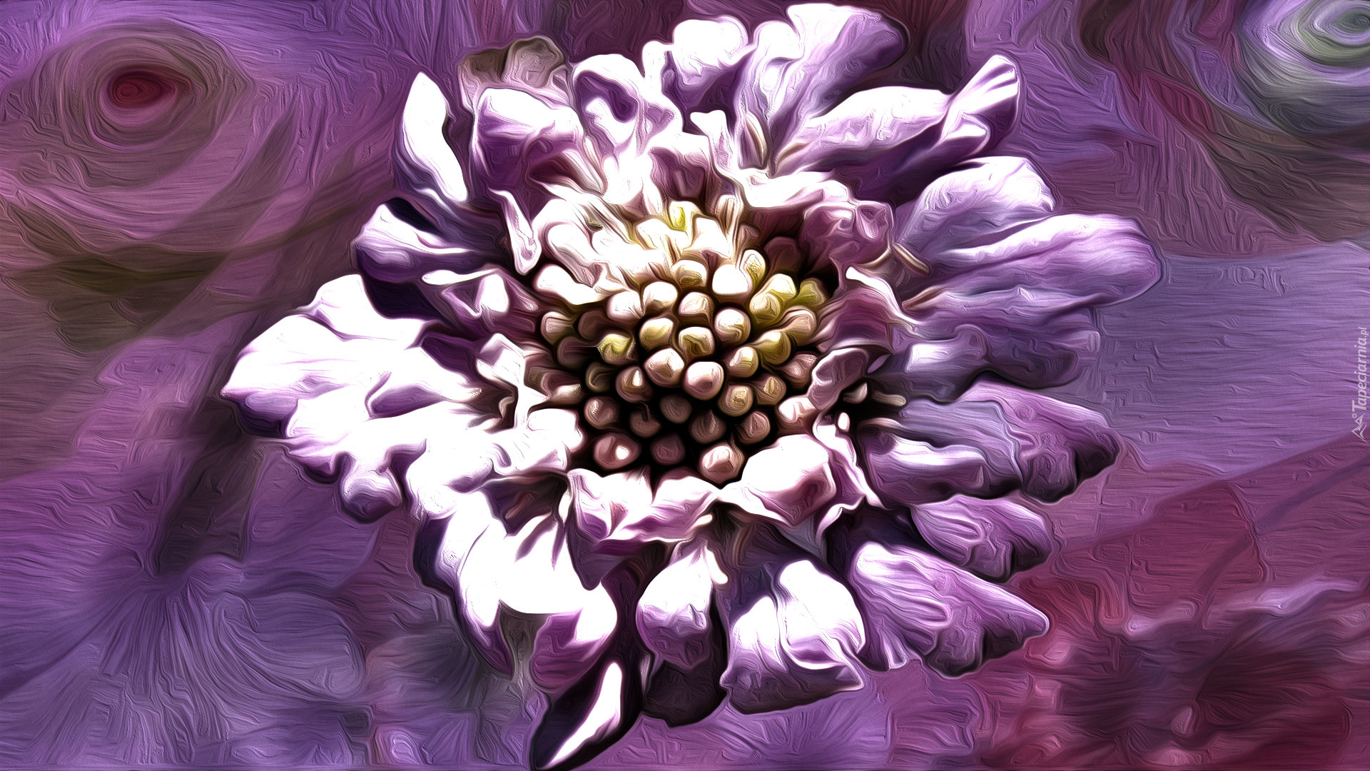 Grafika, Kwiat, Fioletowe tło