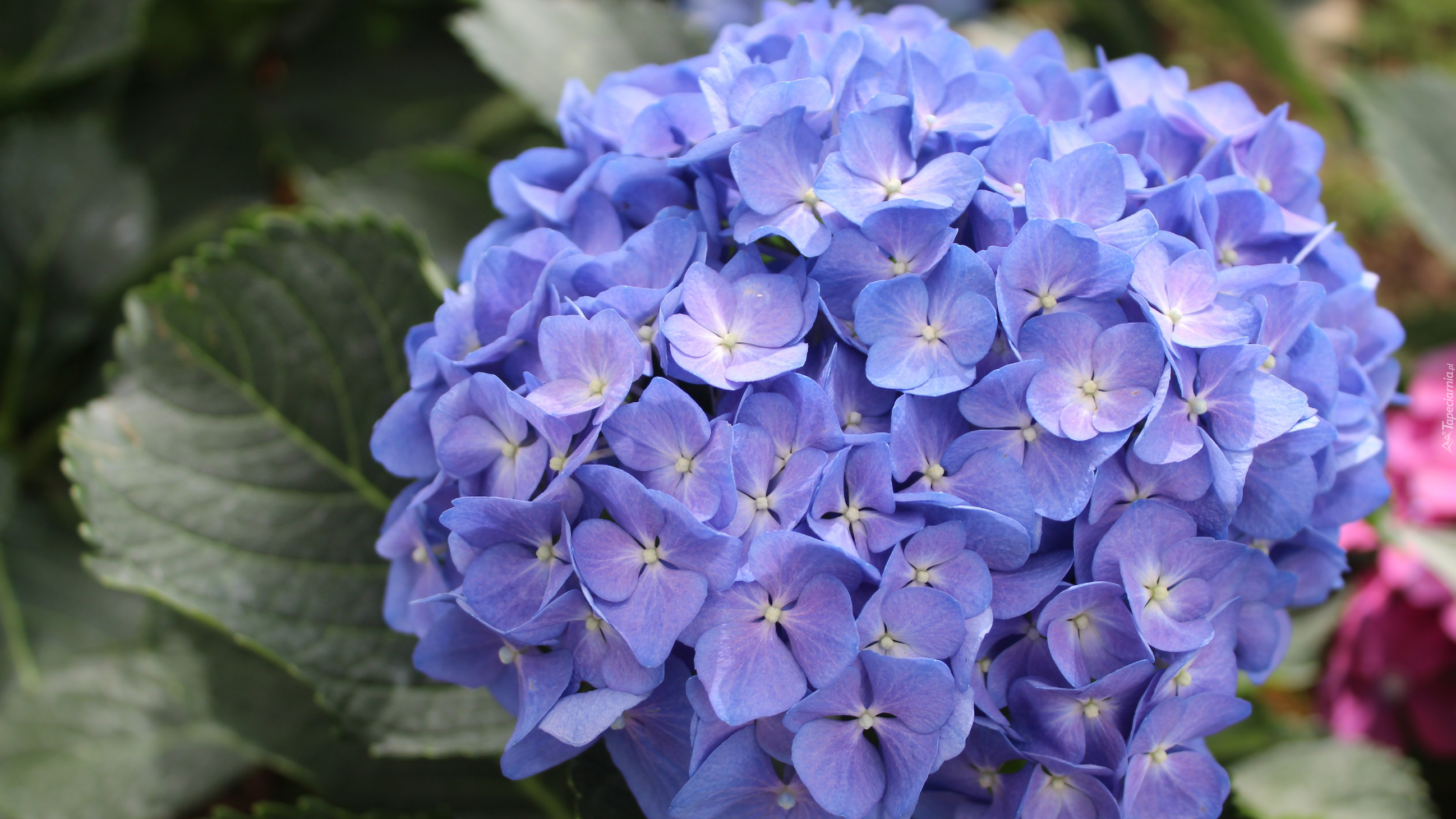 Kwiaty, Niebieska, Hortensja, Liście