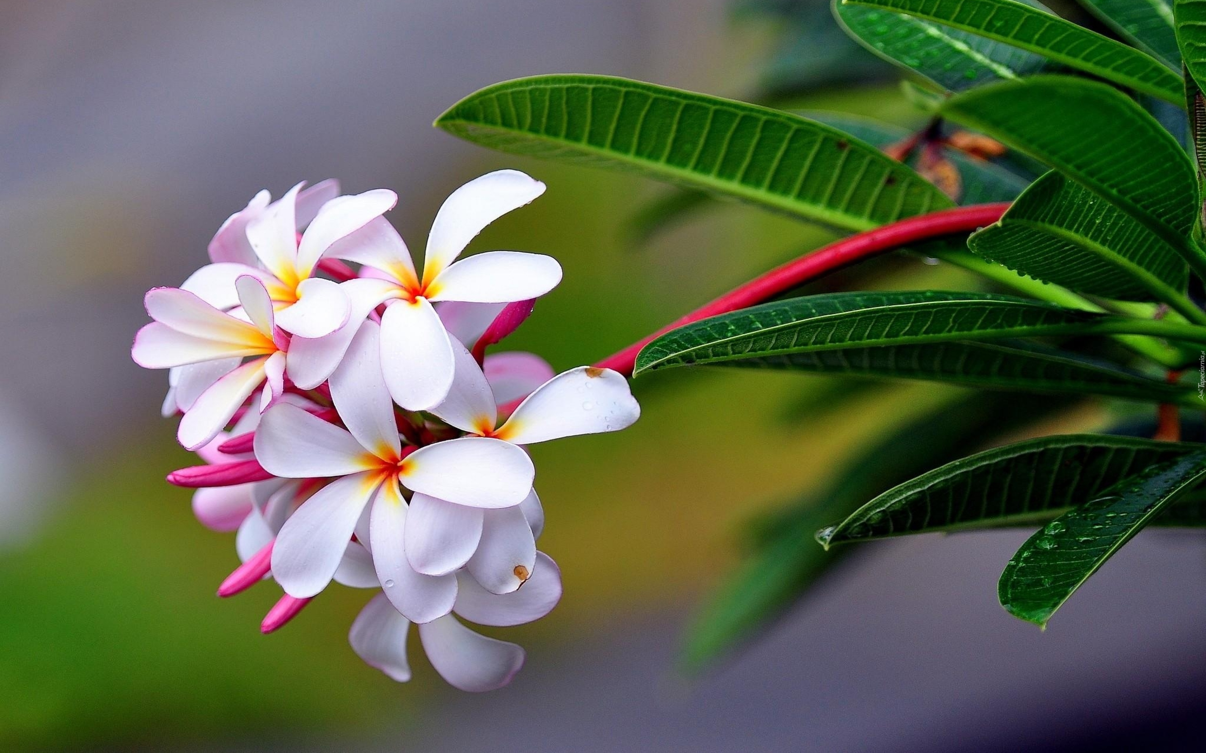 Kwiat, Plumeria