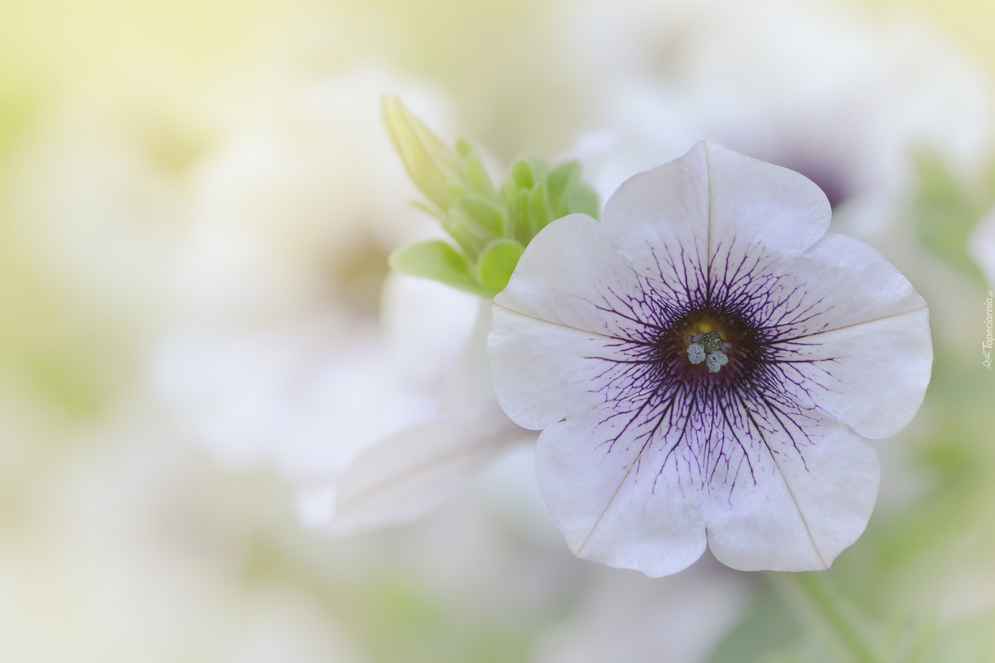 Biało-fioletowy, Kwiat, Petunia ogrodowa