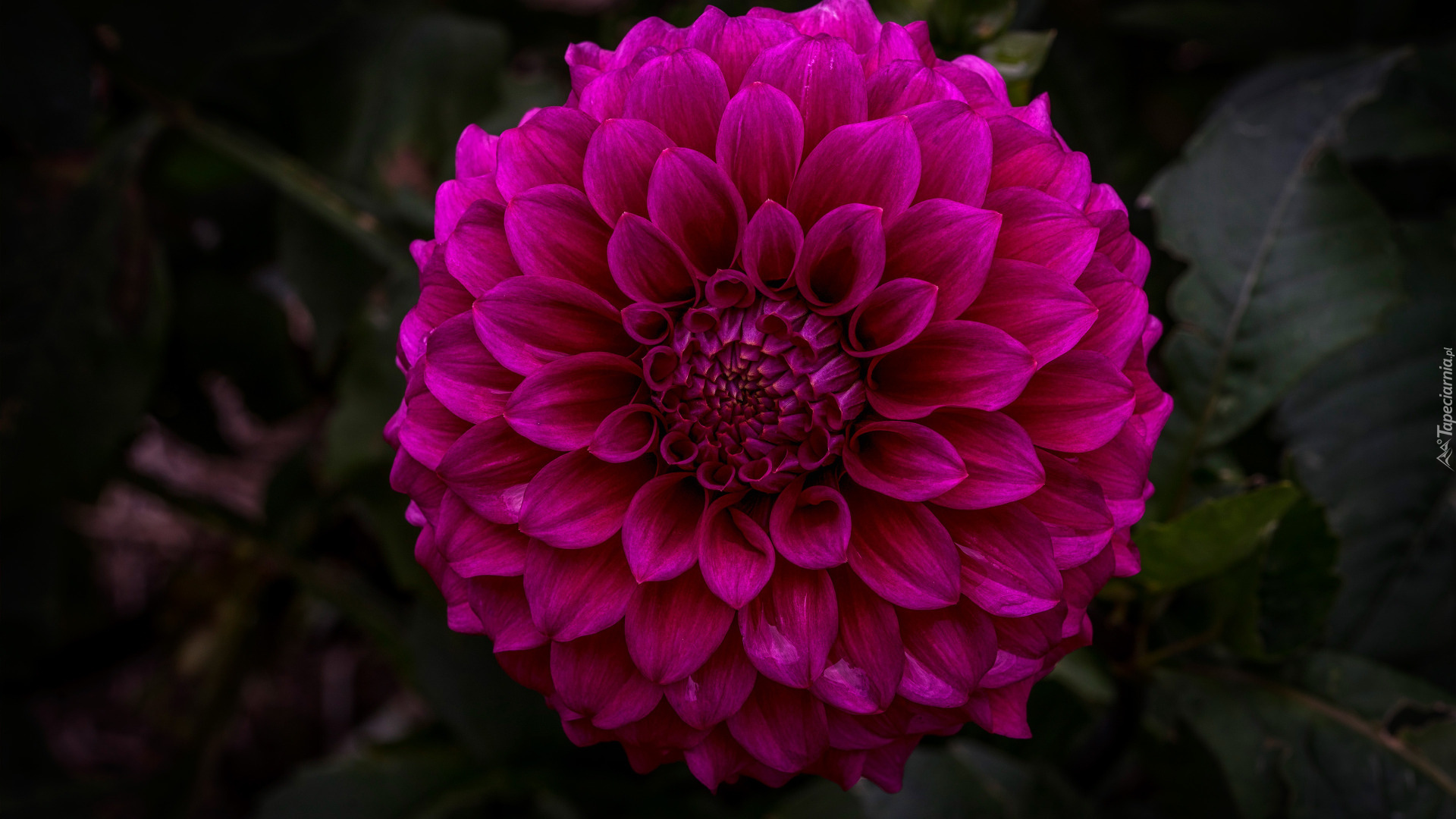 Różowy, Kwiat, Dalia, Ciemne, Tło