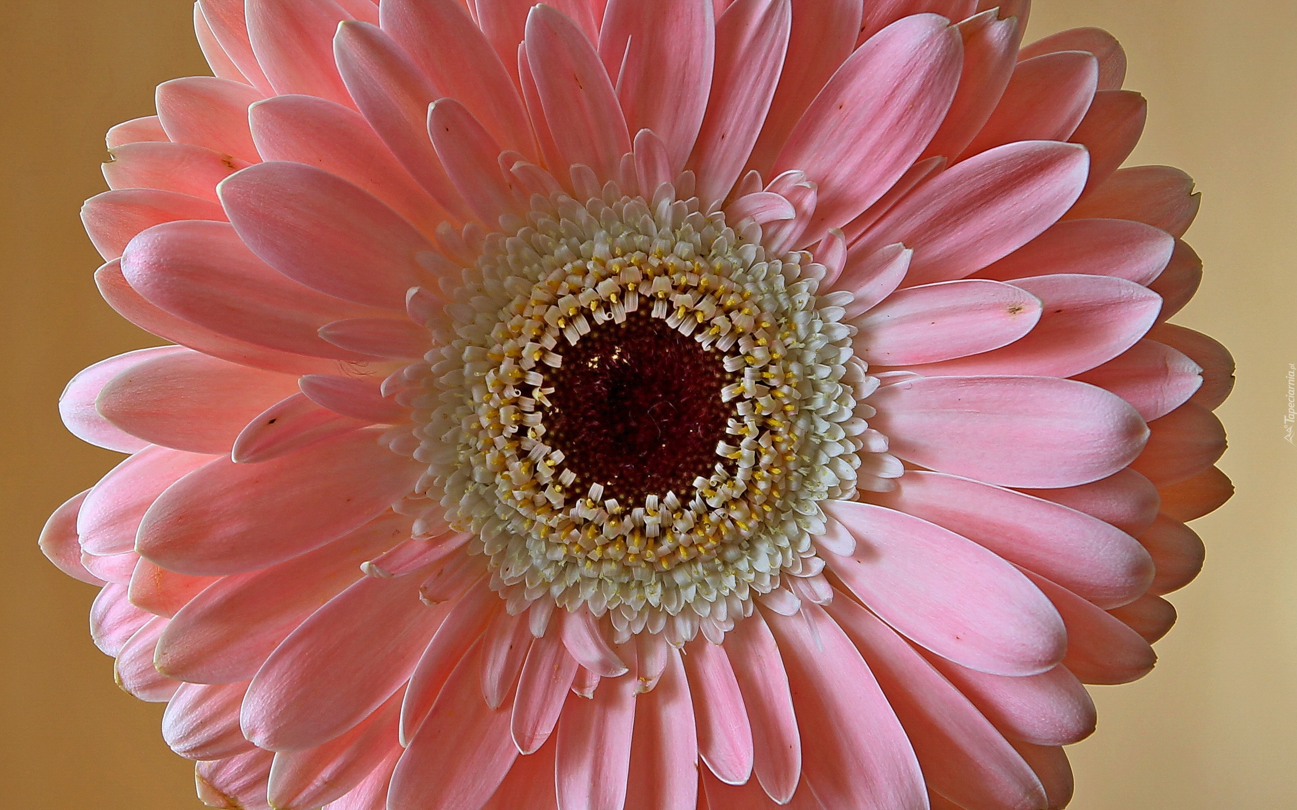 Bladoróżowa, Gerbera