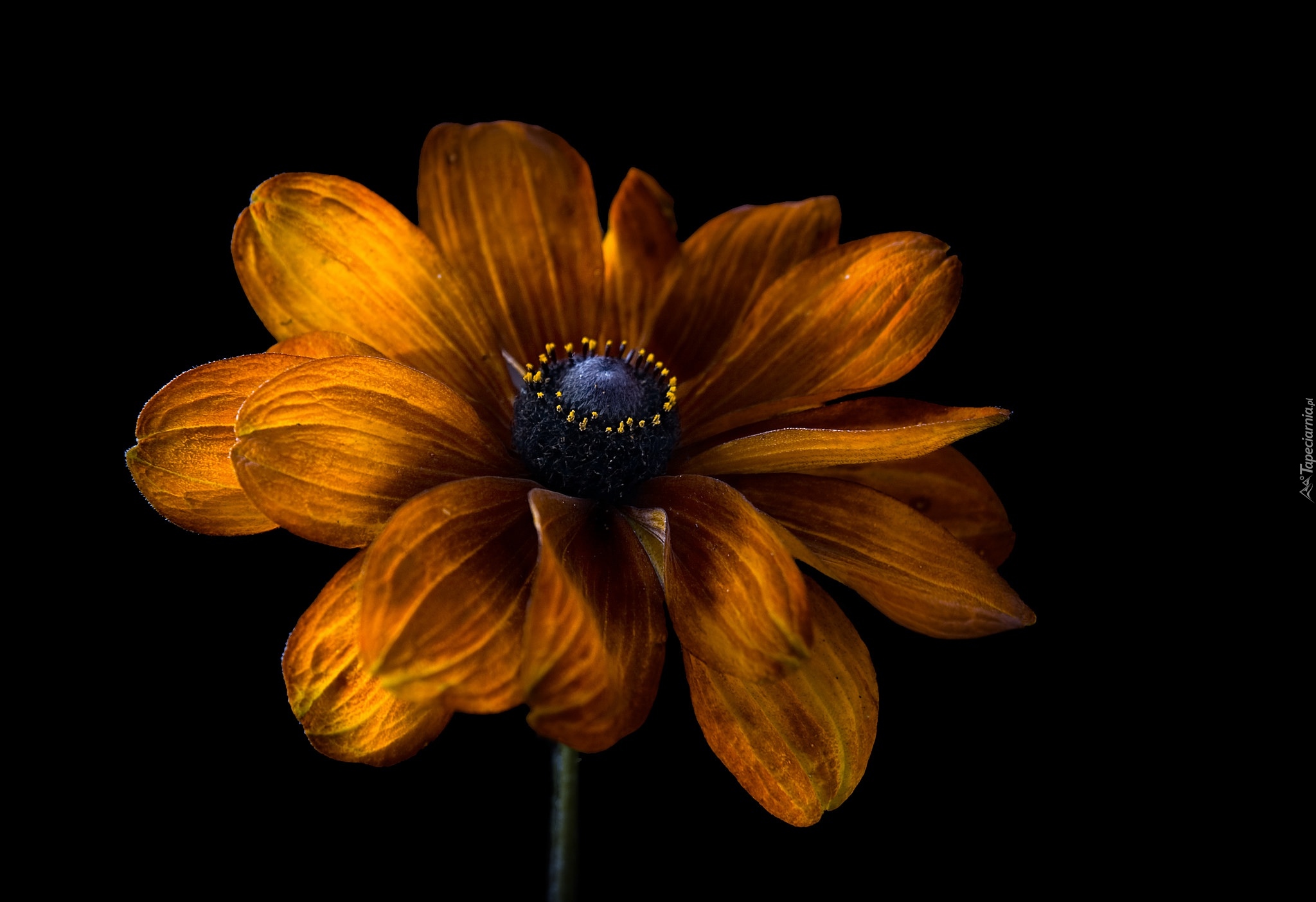 Kwiat, Rudbekia, Zbliżenie