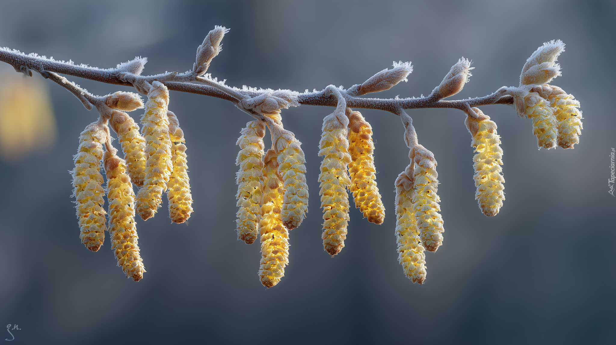 Gałązka, Brzoza, Grafika AI