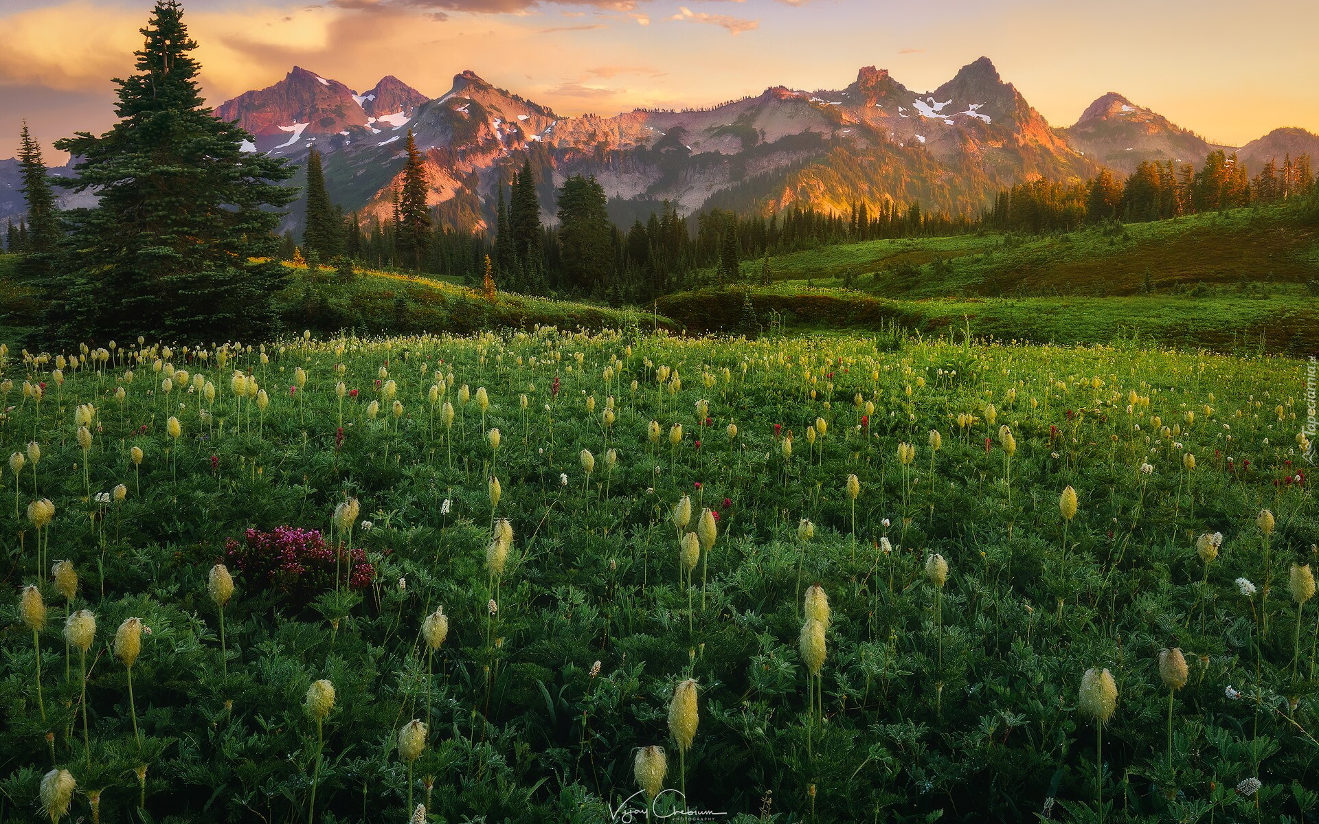 Park Narodowy Mount Rainier, Góry, Tatoosh Range, Drzewa, Łąka, Kwiaty, Stan Waszyngton, Stany Zjednoczone