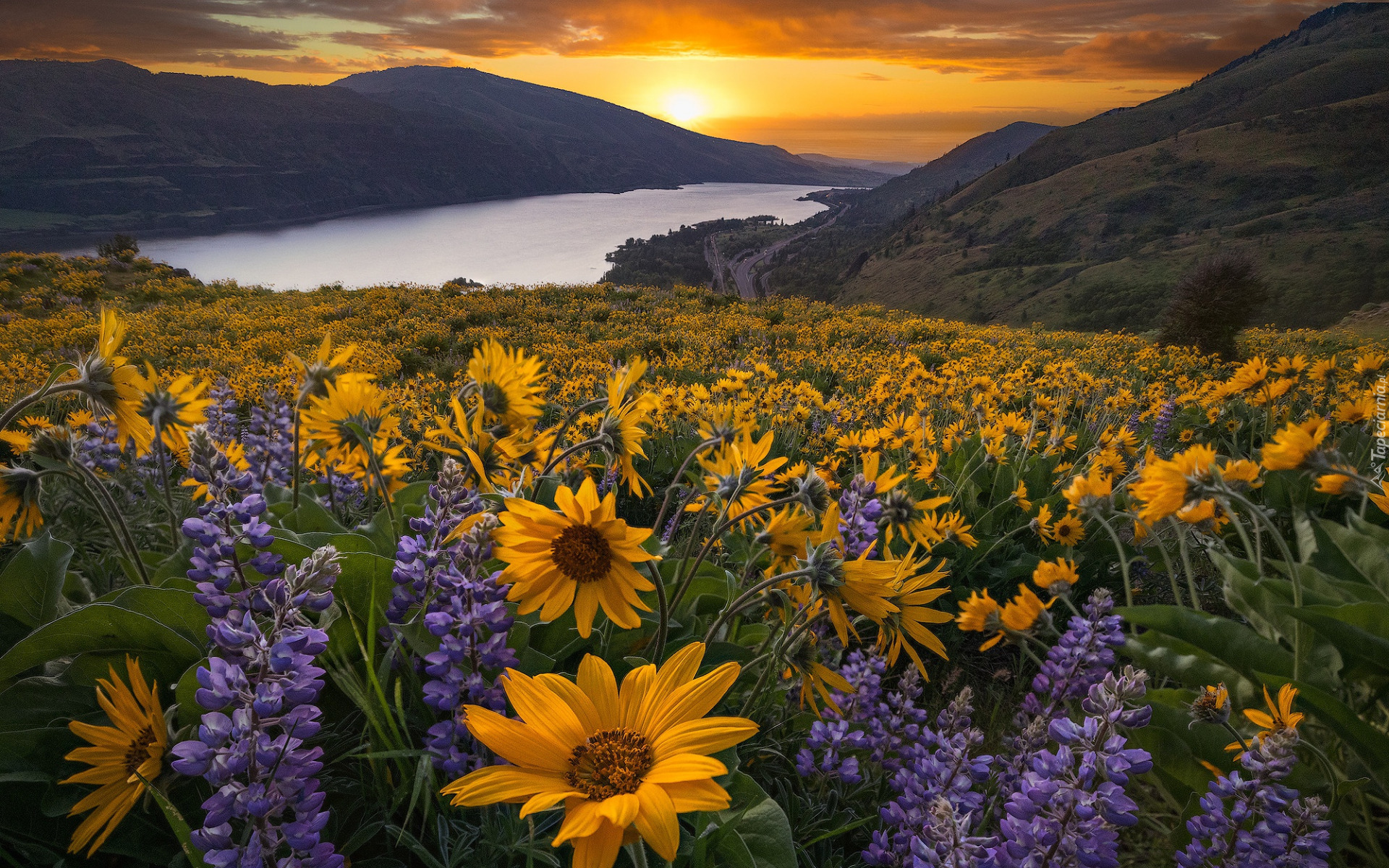Rezerwat przyrody, Columbia River Gorge, Góry Kaskadowe, Rzeka Kolumbia, Żółte, Kwiaty, Balsamorhiza, Łubin, Zachód słońca, Łąka, Stan Waszyngton, Stany Zjednoczone