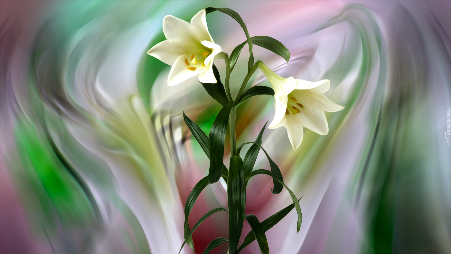 Kwiaty, Białe, Lilie, Grafika