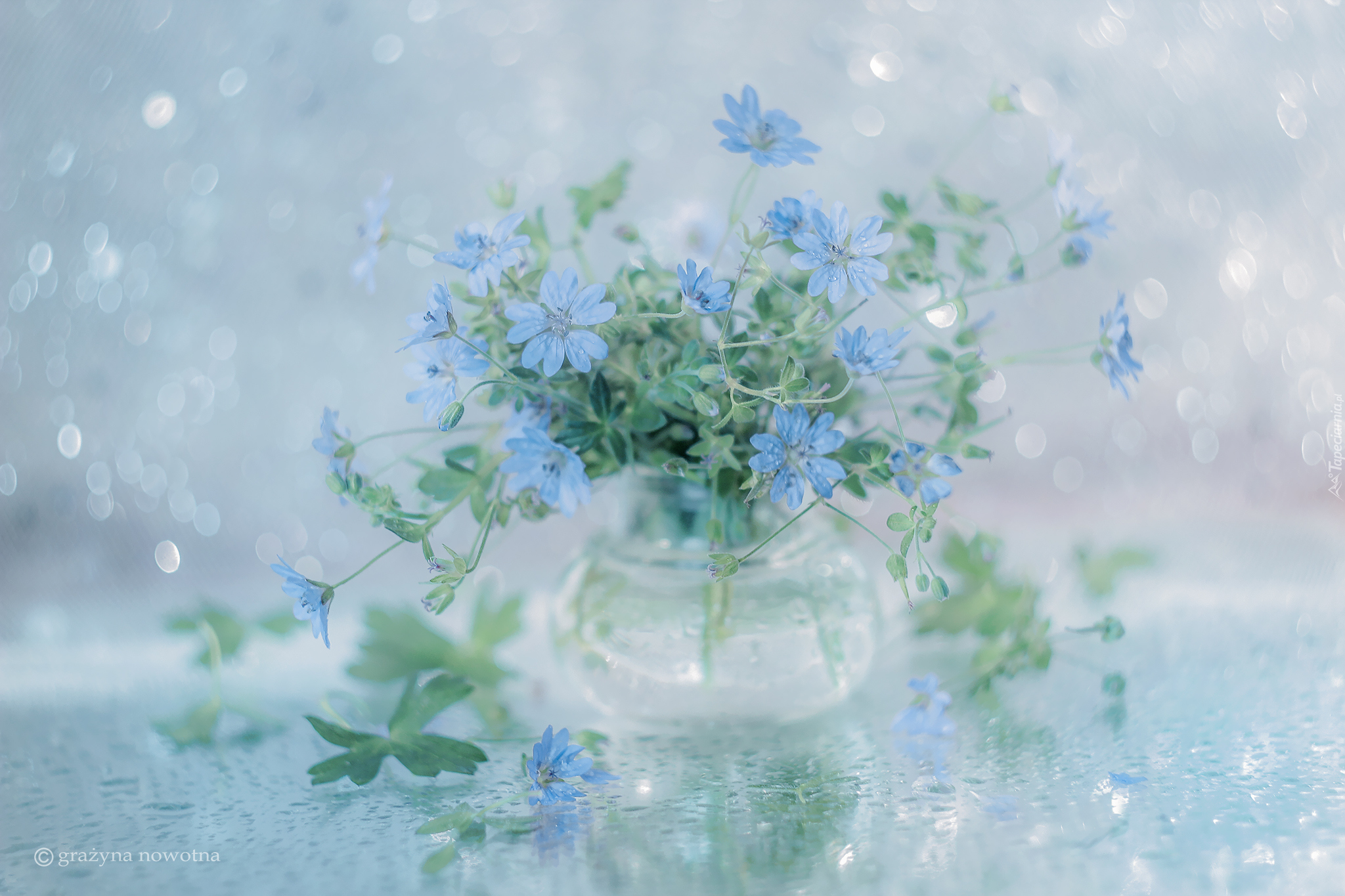Niebieskie, Kwiaty, Bodziszek