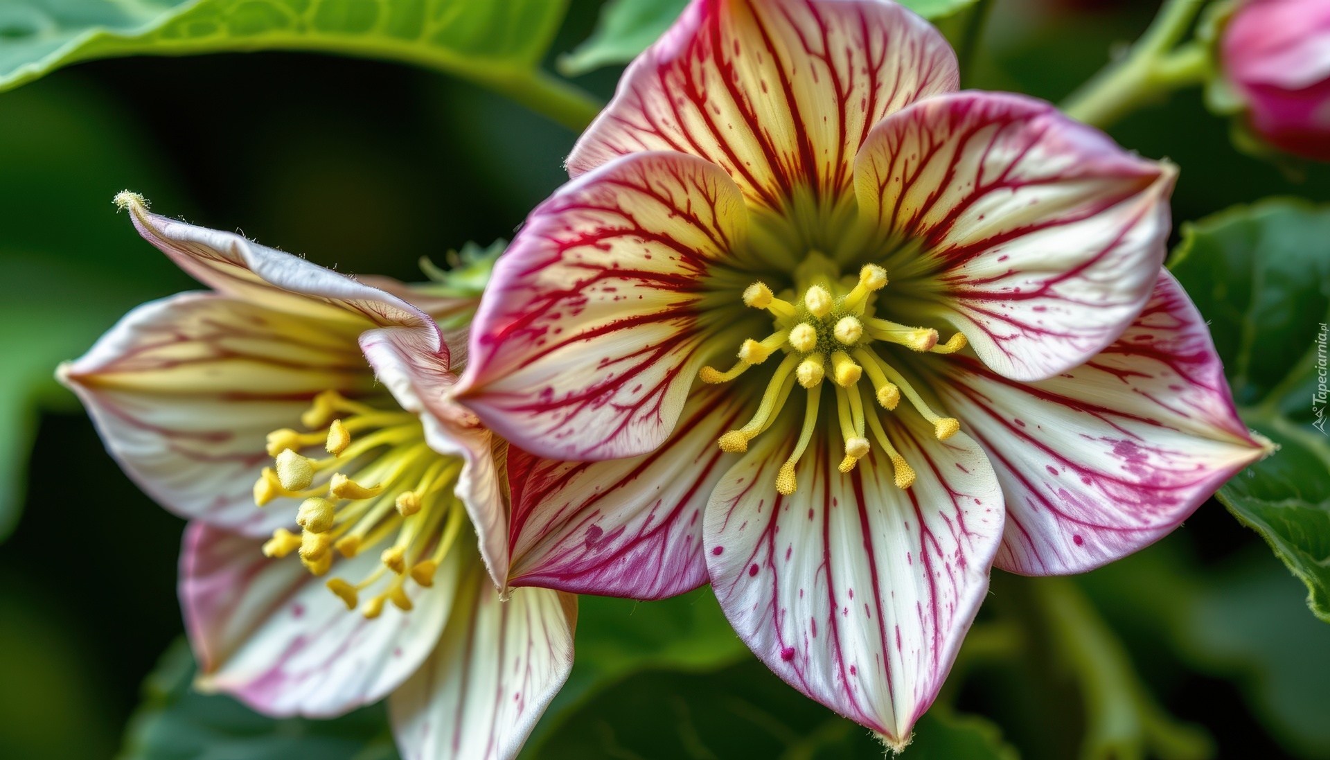 Kwiaty, Ciemierniki, Pręciki, Liście, Grafika AI