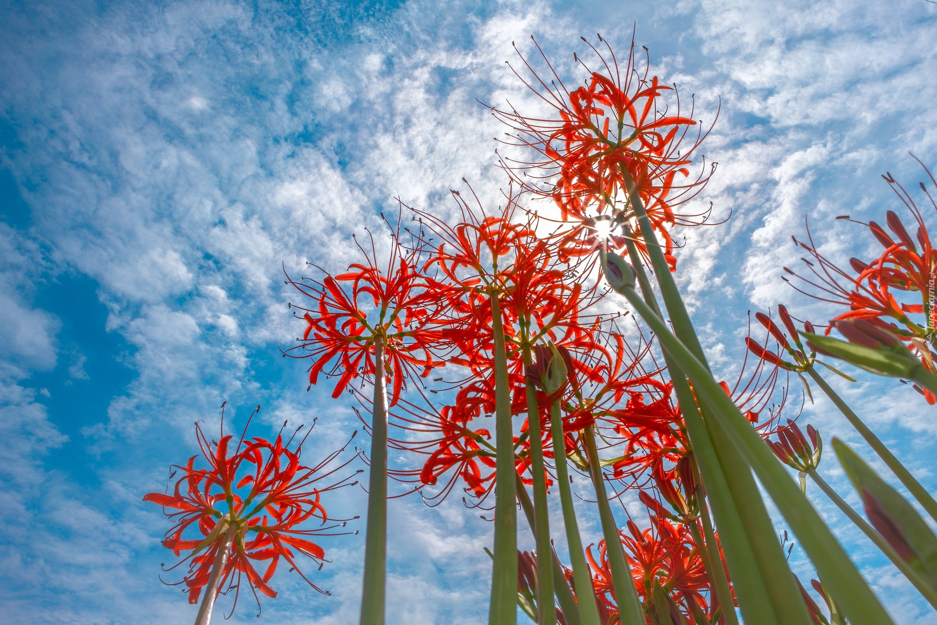 Kwiaty, Czerwona pajęcza lilia, Lycoris, Niebo, Chmury