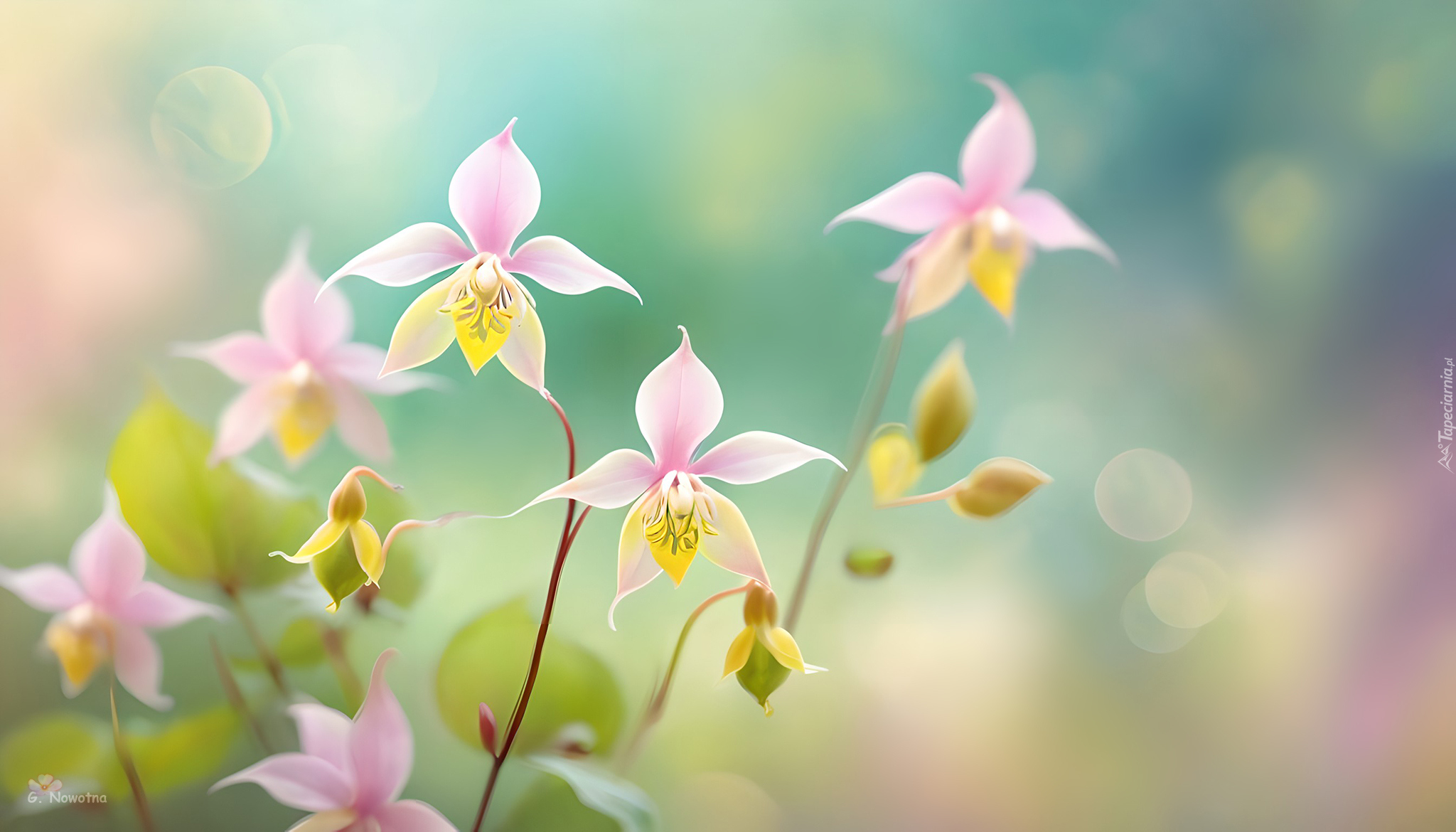 Epimedium, Kwiaty, Grafika