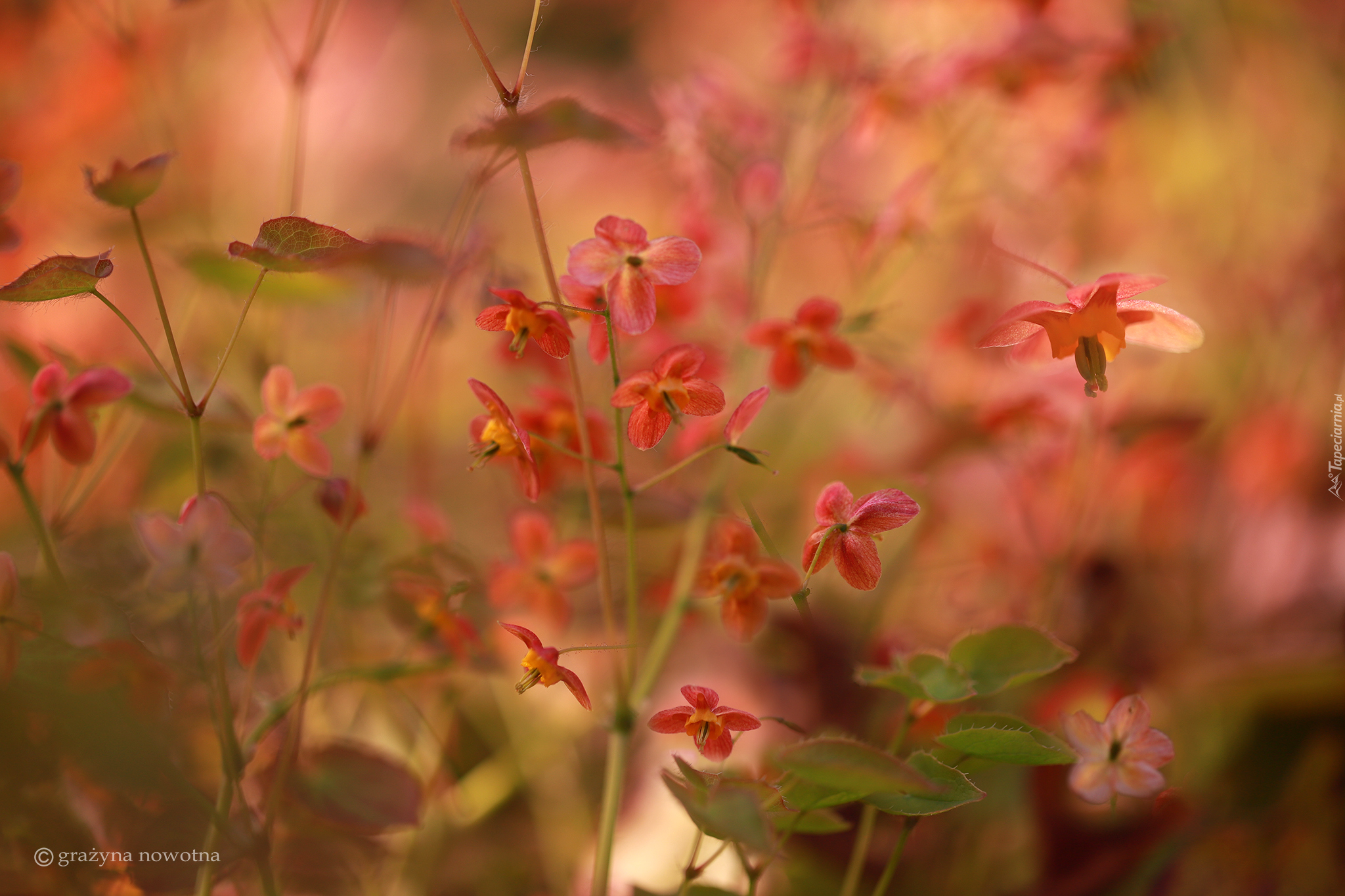 Epimedium, Drobne, Czerwone, Kwiaty