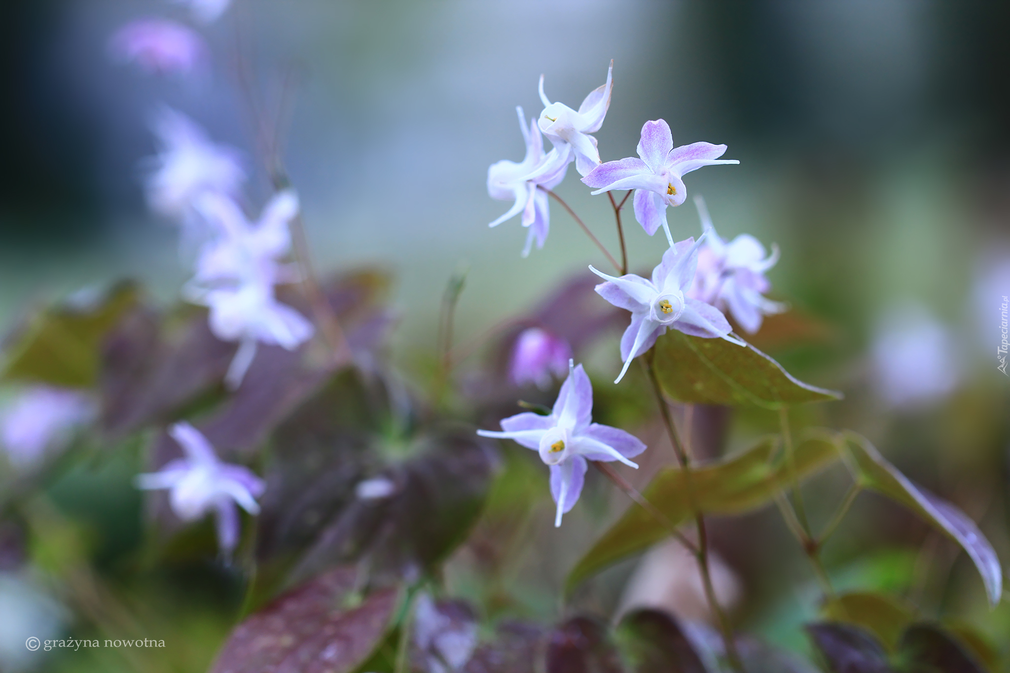 Epimedium, Kwiaty