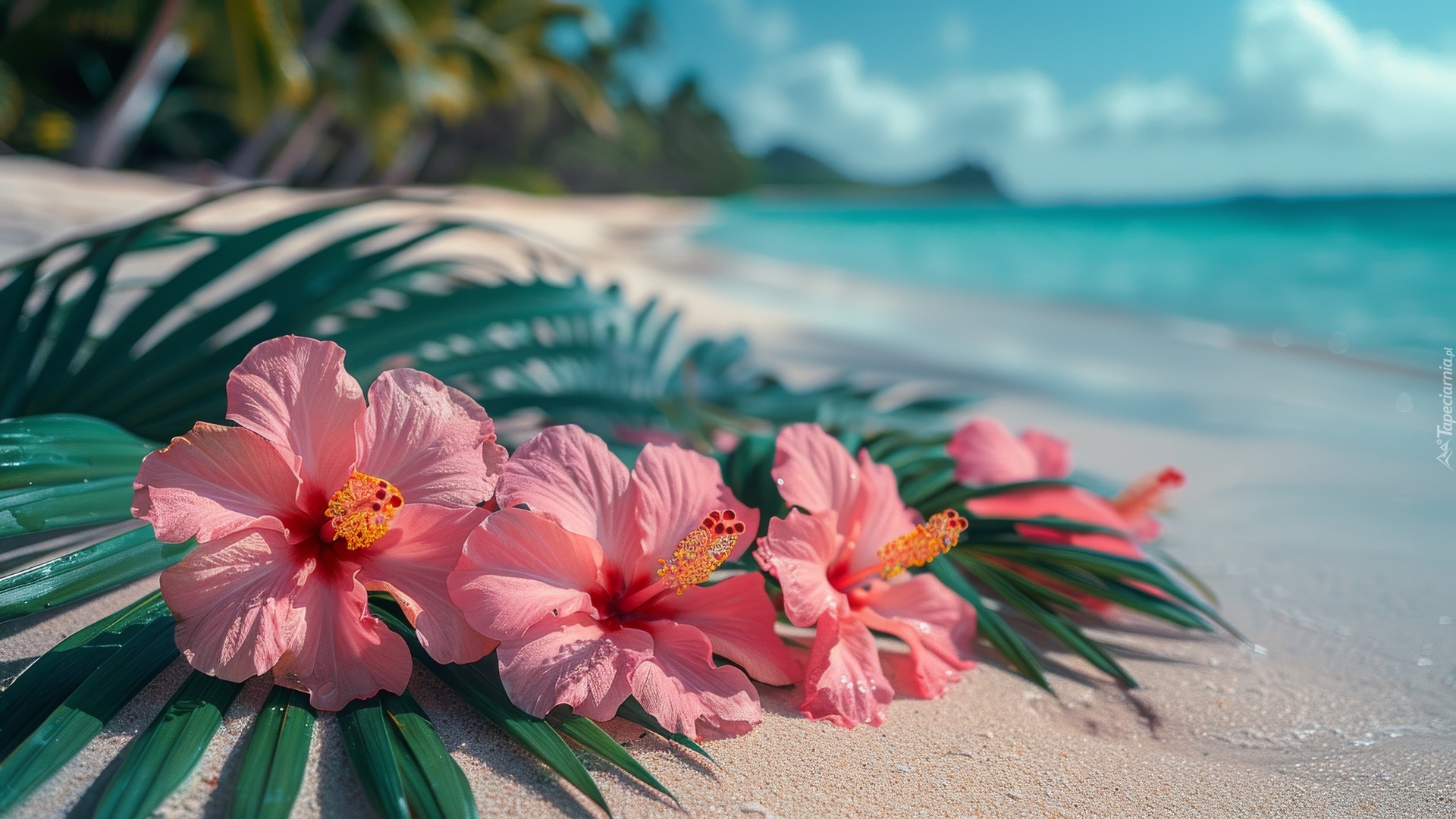 Kwiat, Hibiskus, Plaża
