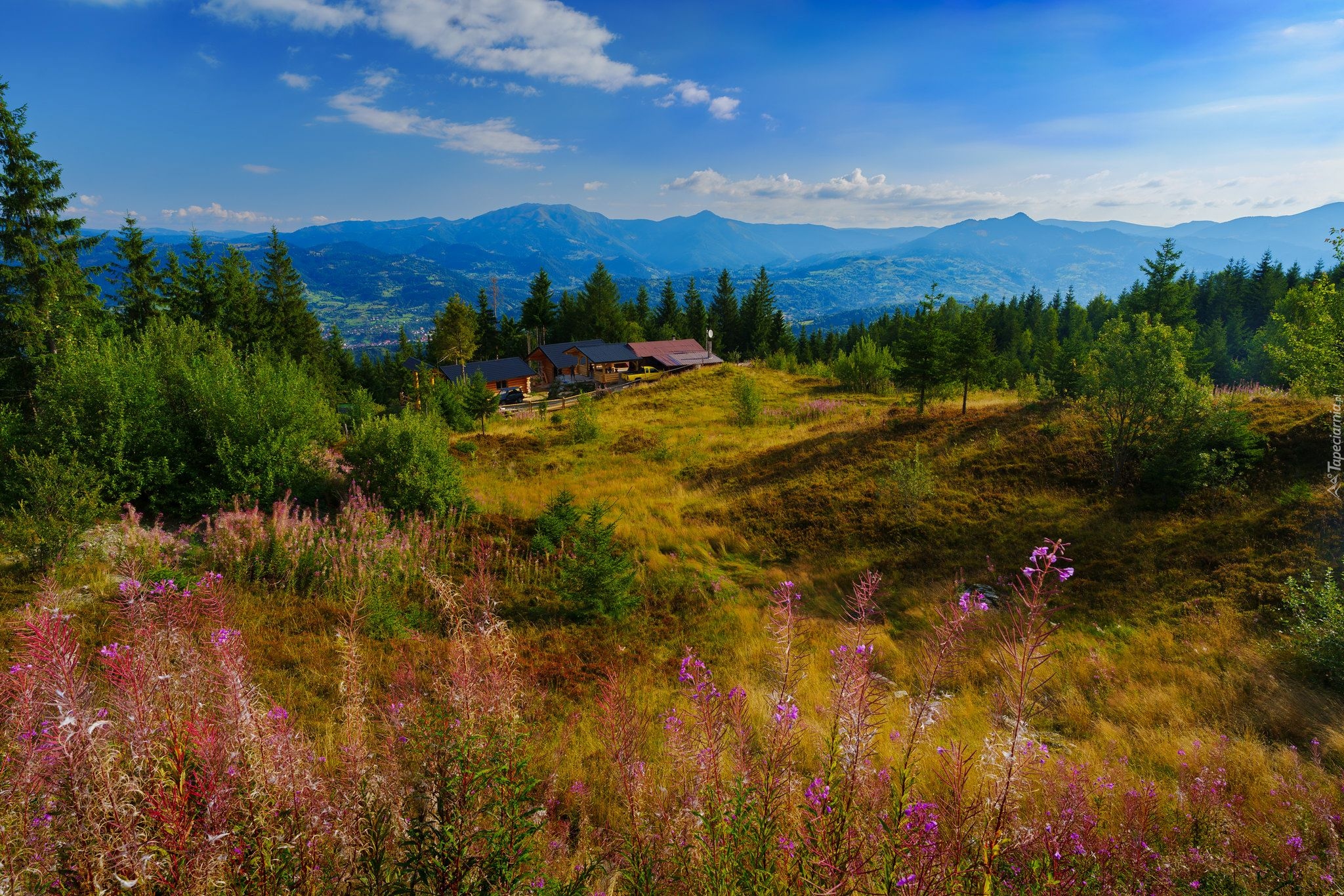 Rumunia, Góry, Karpaty, Polana, Drzewa, Domy, Lato