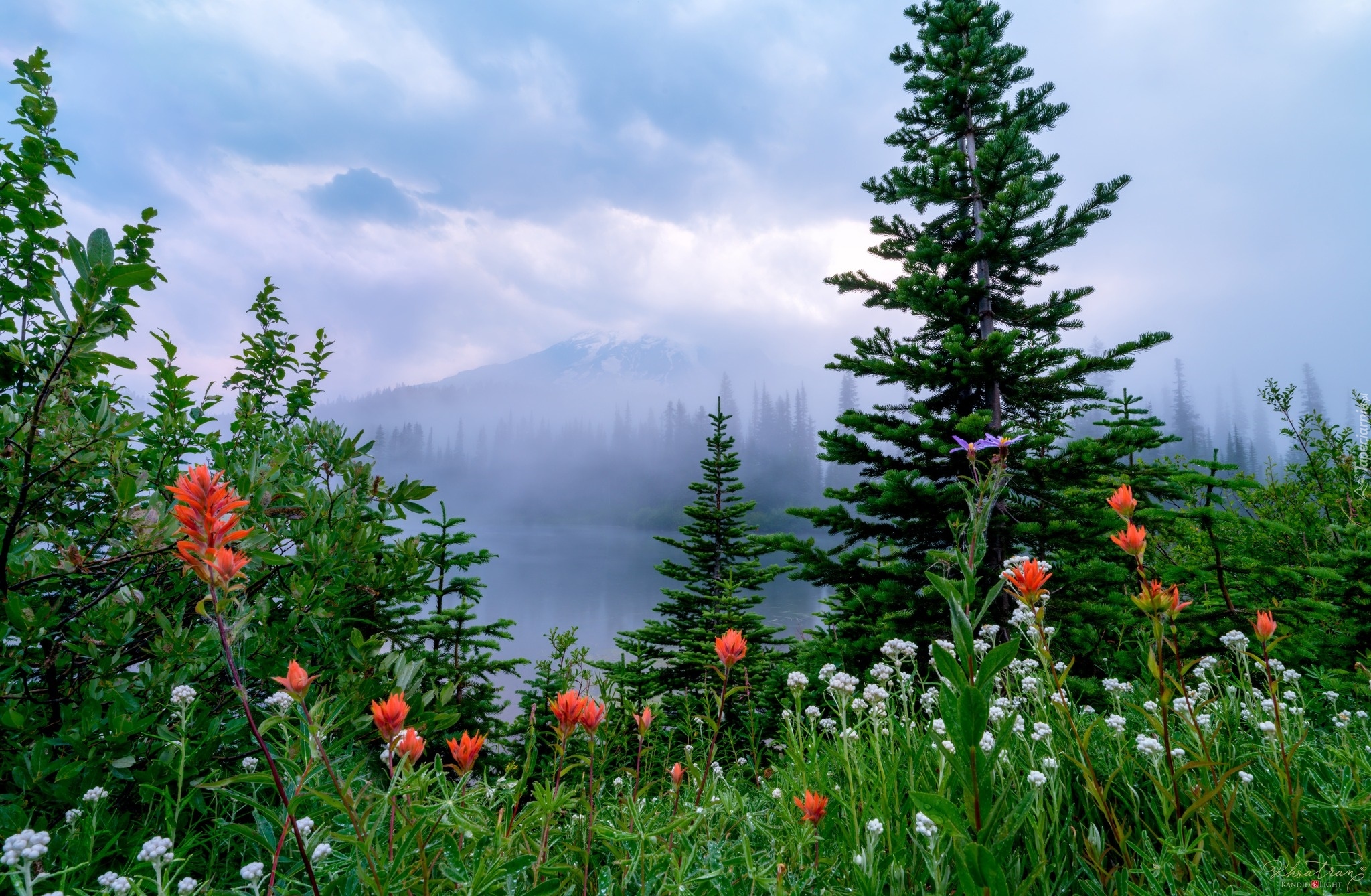 Stany Zjednoczone, Waszyngton, Park Narodowy Mount Rainier, Łąka, Kwiaty, Drzewa, Mgła