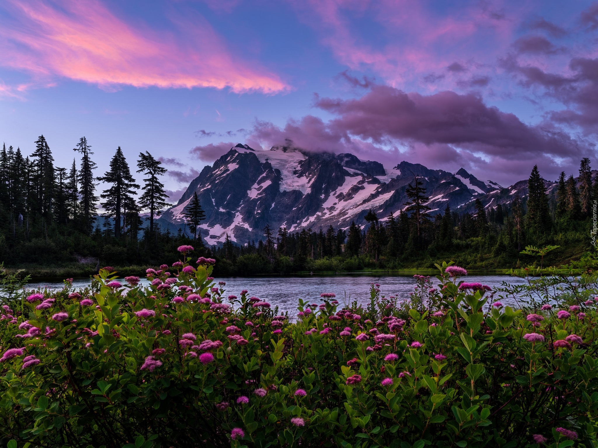 Stany Zjednoczone, Stan Waszyngton, Góry Mount Shuksan, Las, Drzewa, Park Narodowy Północnych Gór Kaskadowych, Łąka, Kwiaty, Wschód słońca