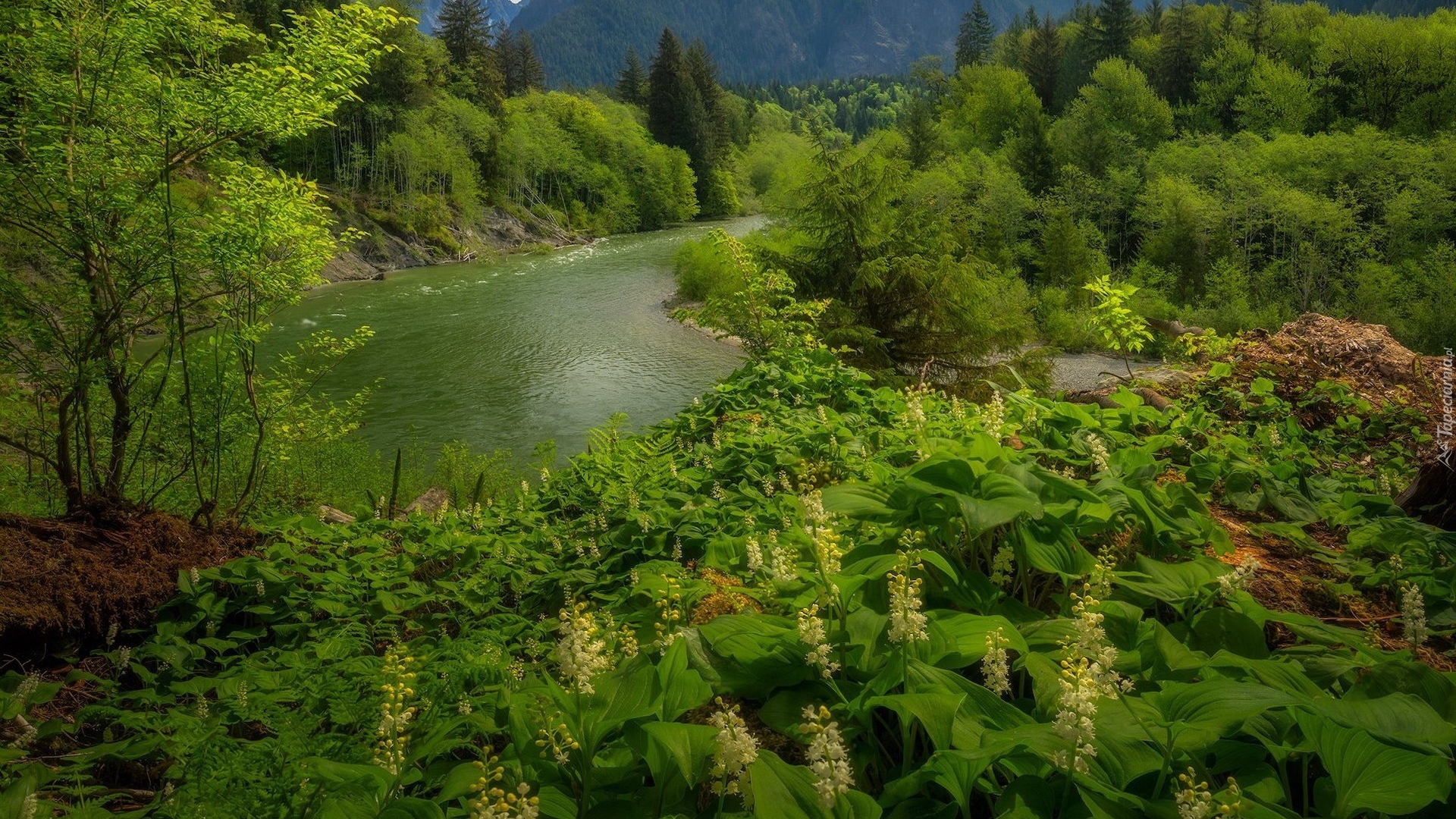 Rzeka, Snoqualmie River, Roślinność, Drzewa, Krzewy, Kwiaty, Stan Waszyngton, Stany Zjednoczone