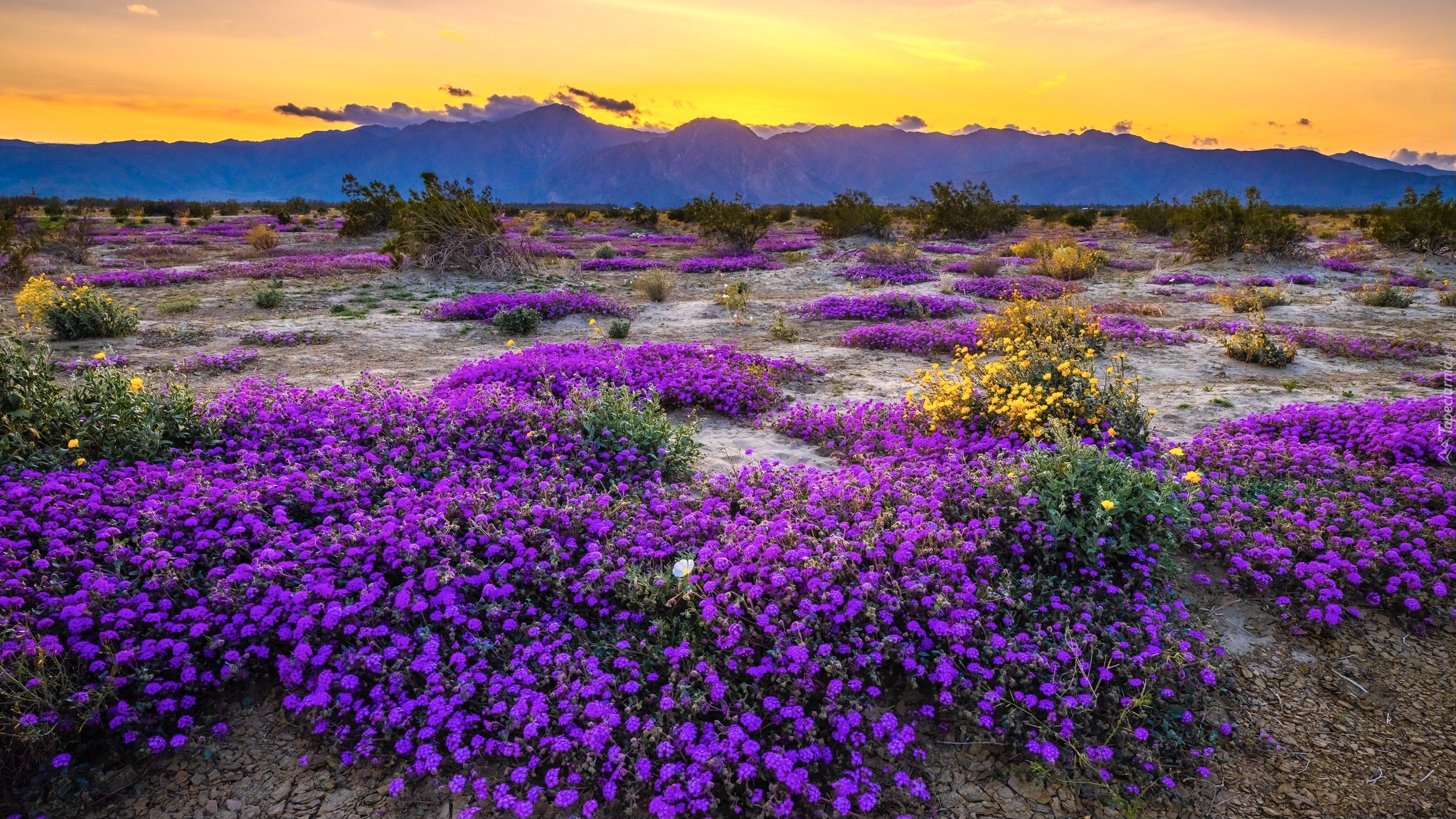 Stany Zjednoczone, Kalifornia, Góry, Park Stanowy Anza Borrego, Kwiaty, Krzewy