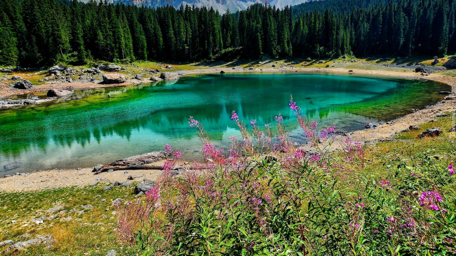 Jezioro Karersee, Lago di Carezza, Las, Drzewa, Roślinność, Kwiaty, Południowy Tyrol, Włochy
