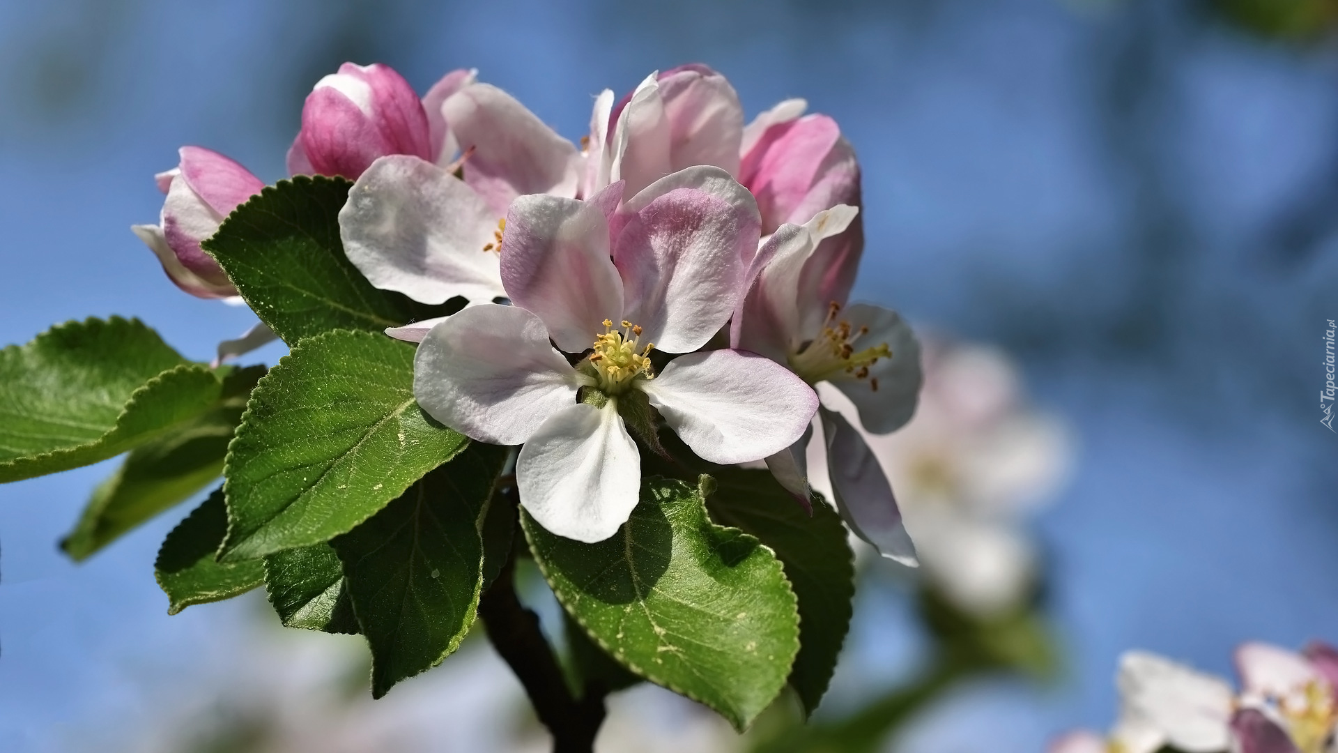Drzewo owocowe, Jabłoń, Kwiaty, Liście