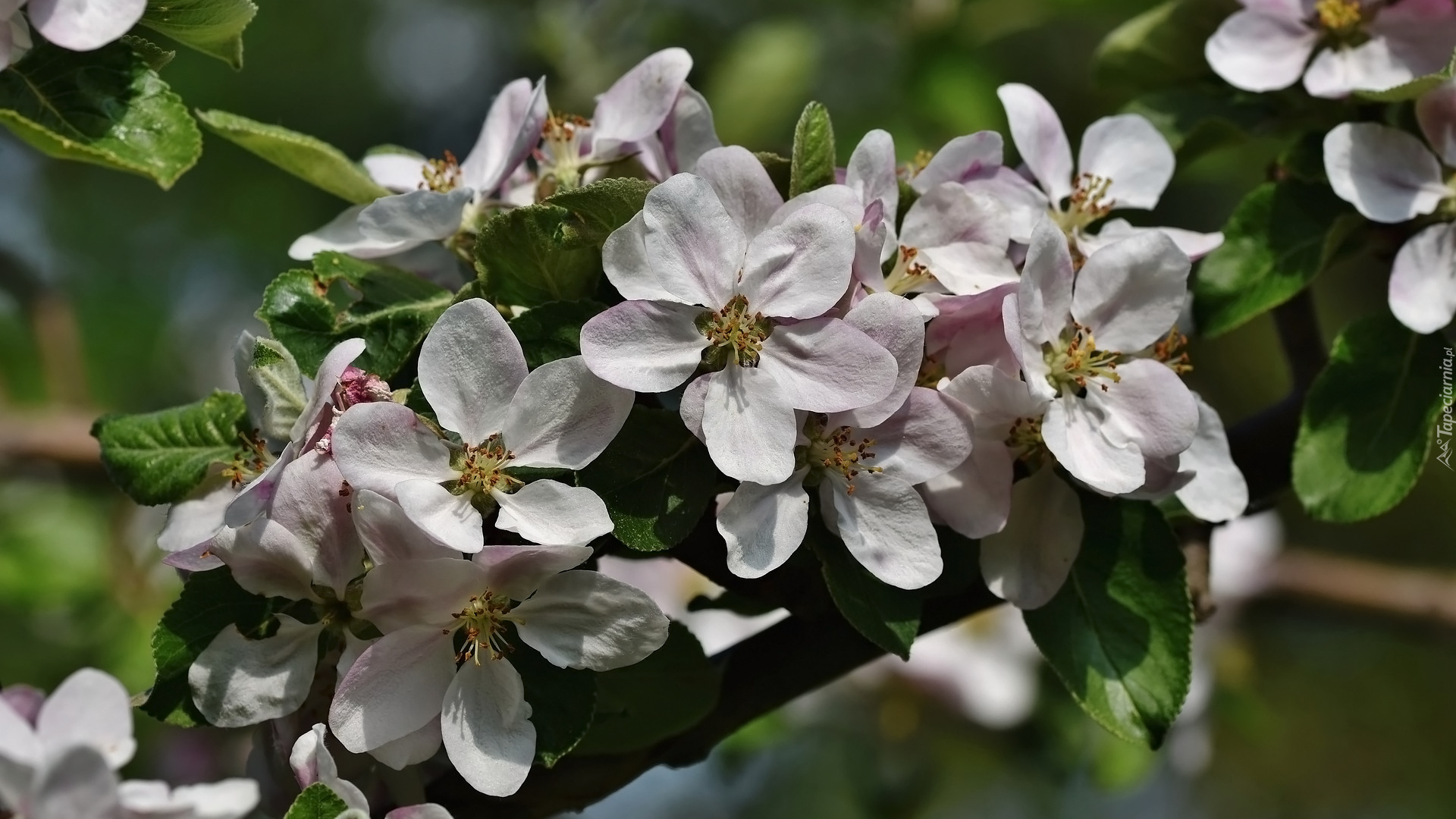 Drzewo owocowe, Jabłoń, Kwiaty, Liście, Gałęzie
