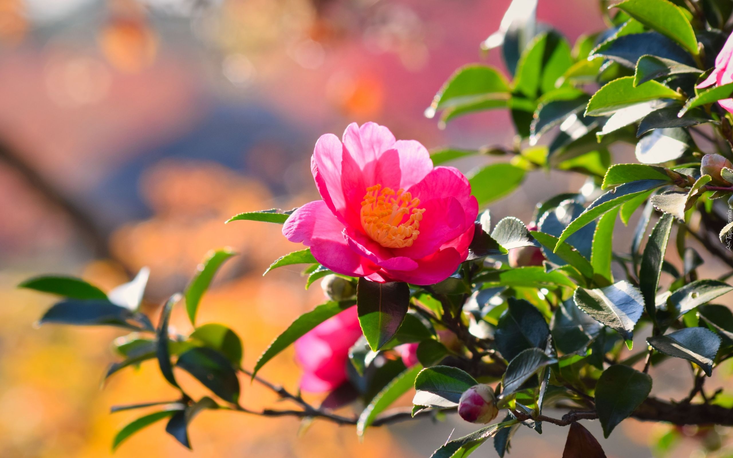 Kamelia japońska, Kwiat, Różowy