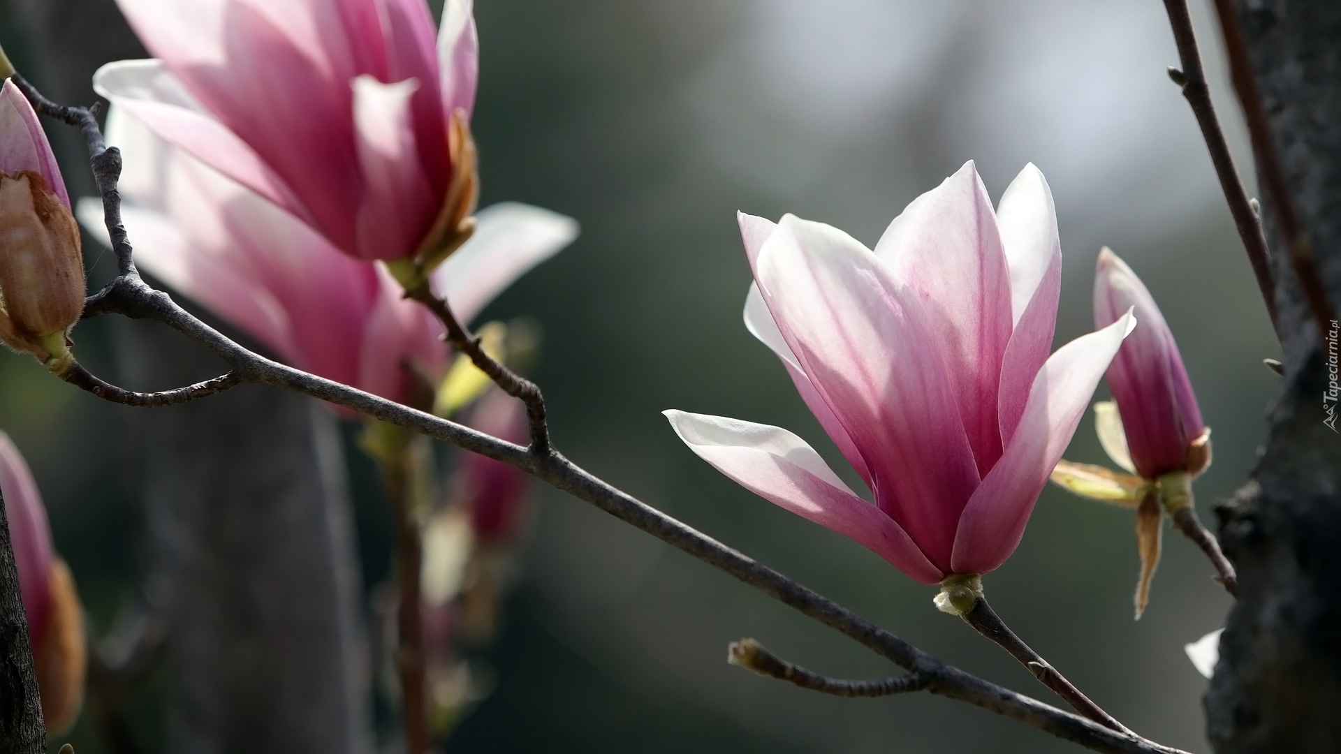 Magnolia, Gałązki, Kwiaty