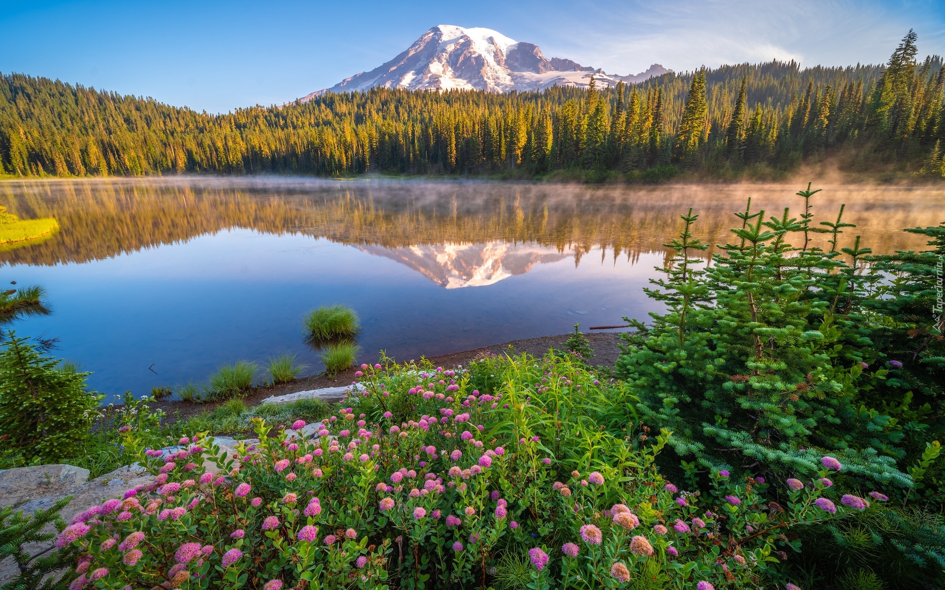 Park Narodowy Mount Rainier, Góry, Stratowulkan Mount Rainier, Drzewa, Świerki, Kwiaty, Jezioro, Odbicie, Stan Waszyngton, Stany Zjednoczone