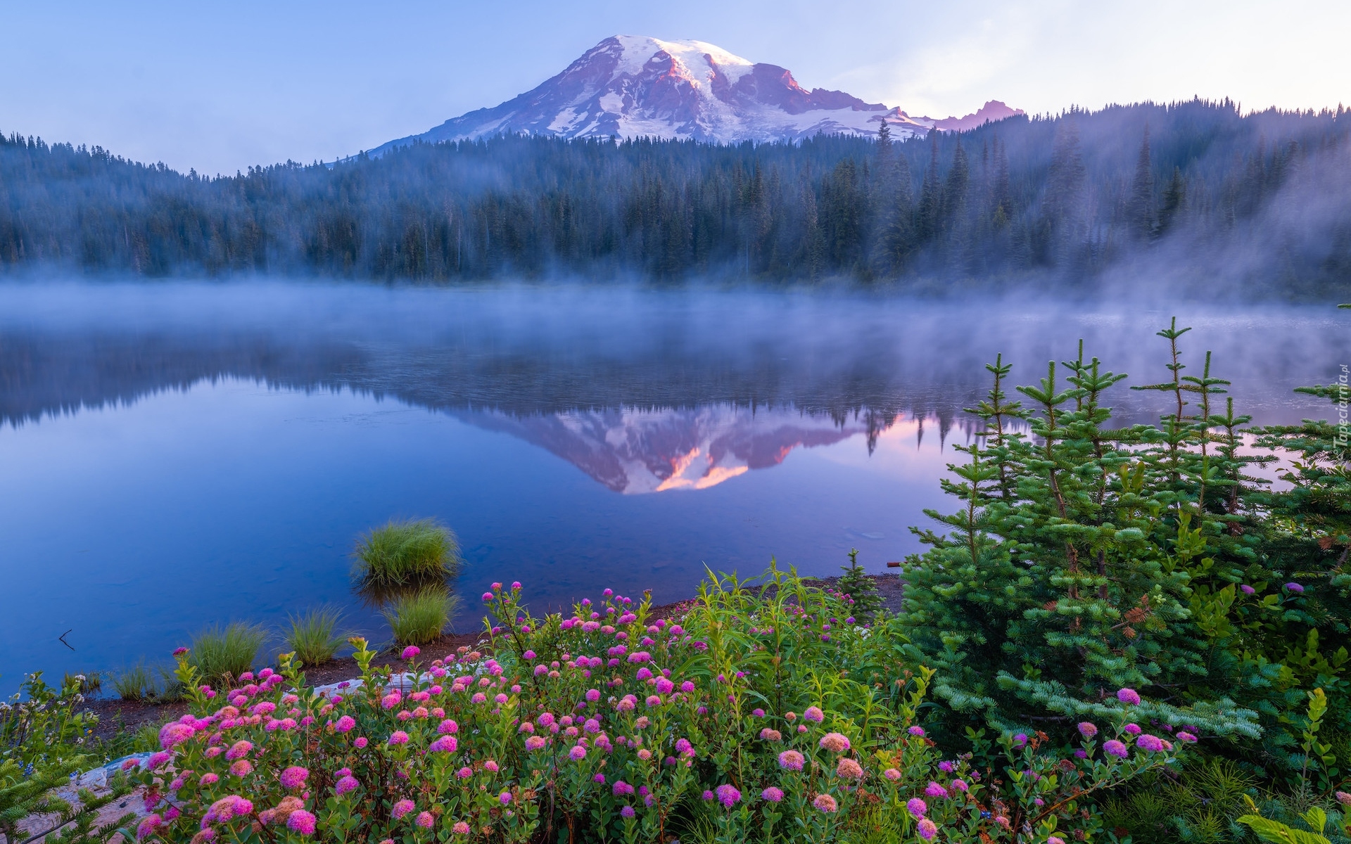 Park Narodowy Mount Rainier, Góry, Stratowulkan Mount Rainier, Drzewa, Świerki, Kwiaty, Jezioro, Odbicie, Mgła, Stan Waszyngton, Stany Zjednoczone