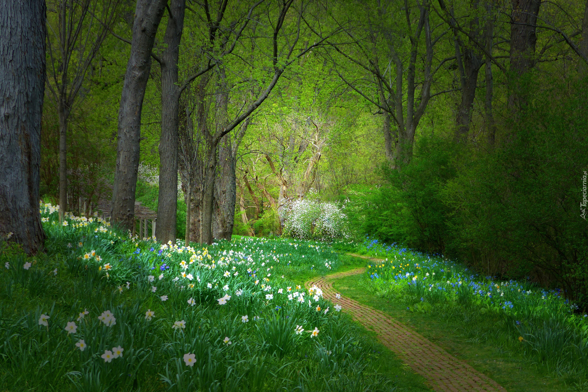 Park, Drzewa, Kwiaty, Żonkile, Ścieżka, Krzewy, Zieleń, Wiosna