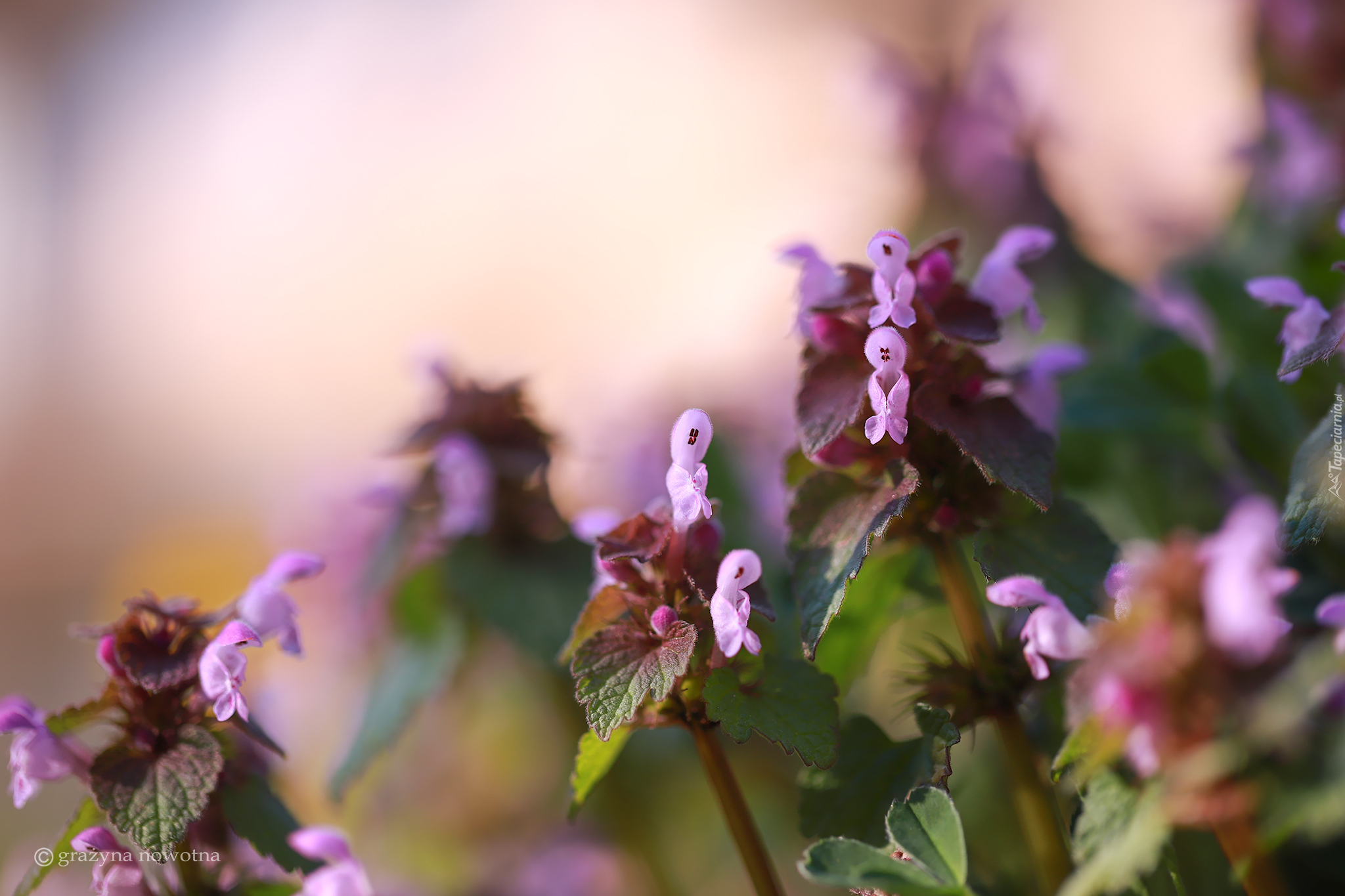 Jasnota purpurowa, Kwiaty, Roślina