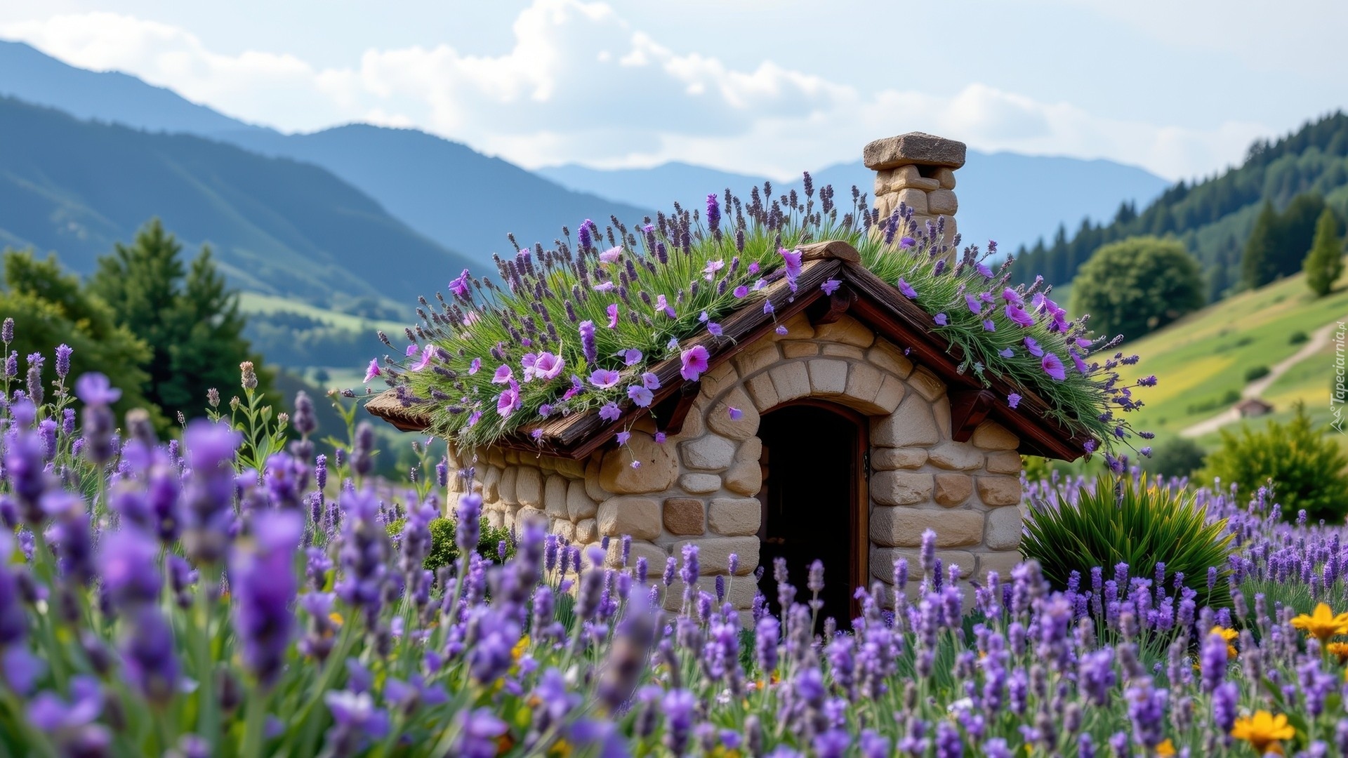 Dom, Dach, Kwiaty, Lawenda, Góry, Drzewa