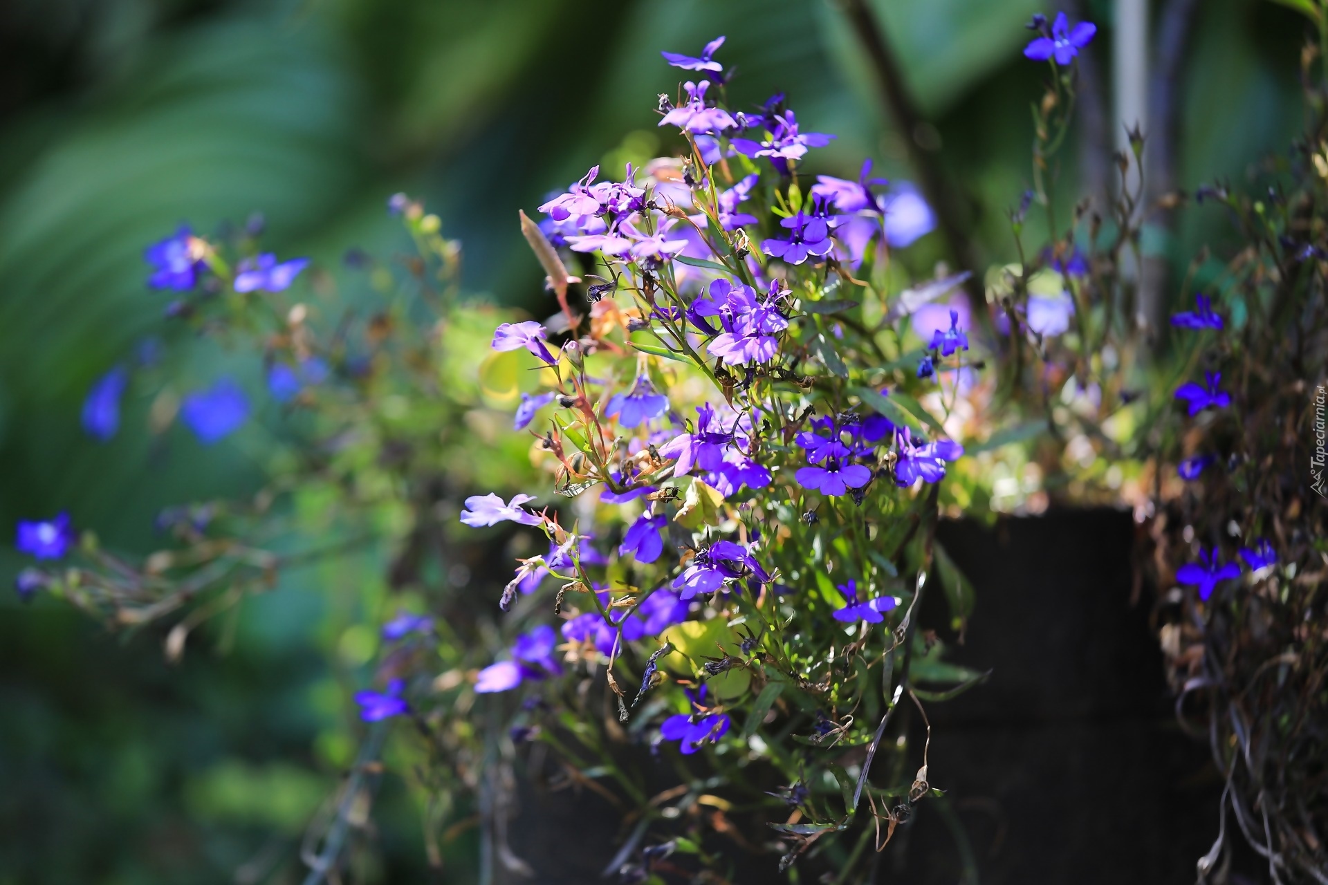 Lobelia, Kwiaty, Rozmyte tło, Światło