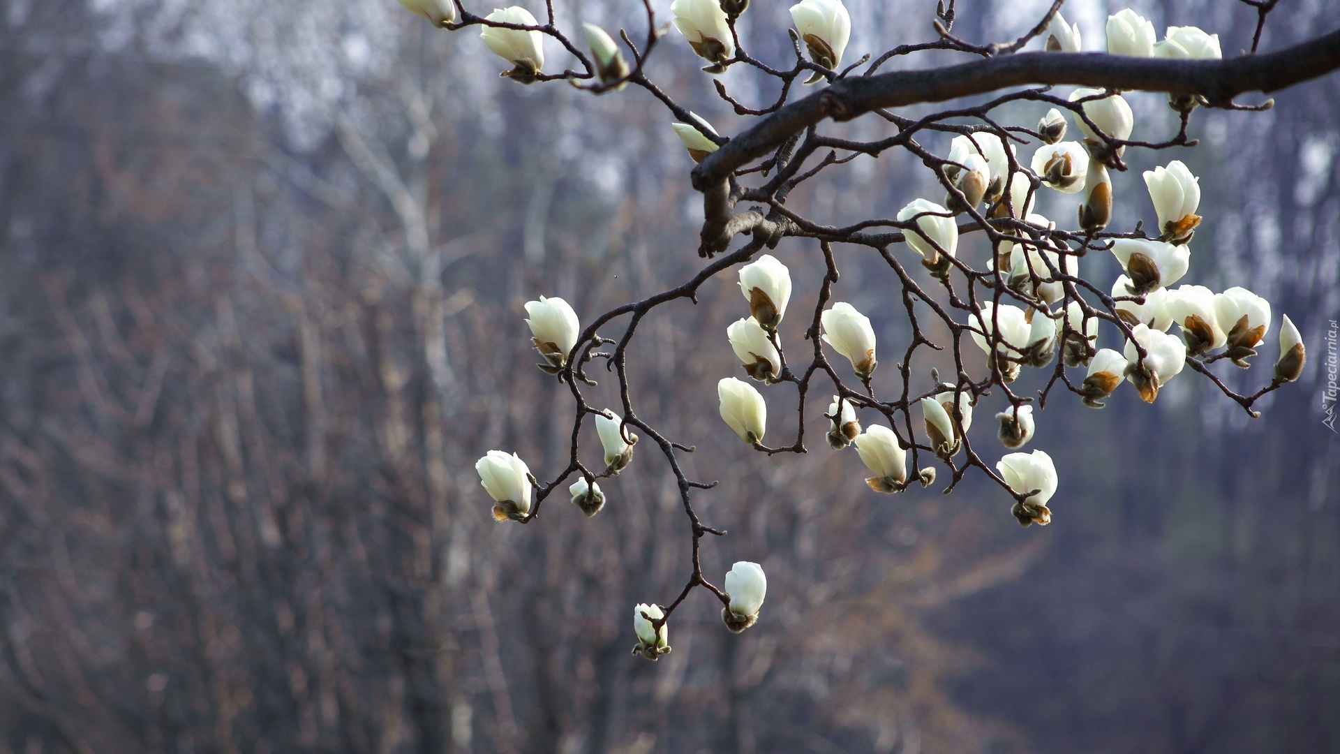 Kwiaty, Gałązka, Magnolia